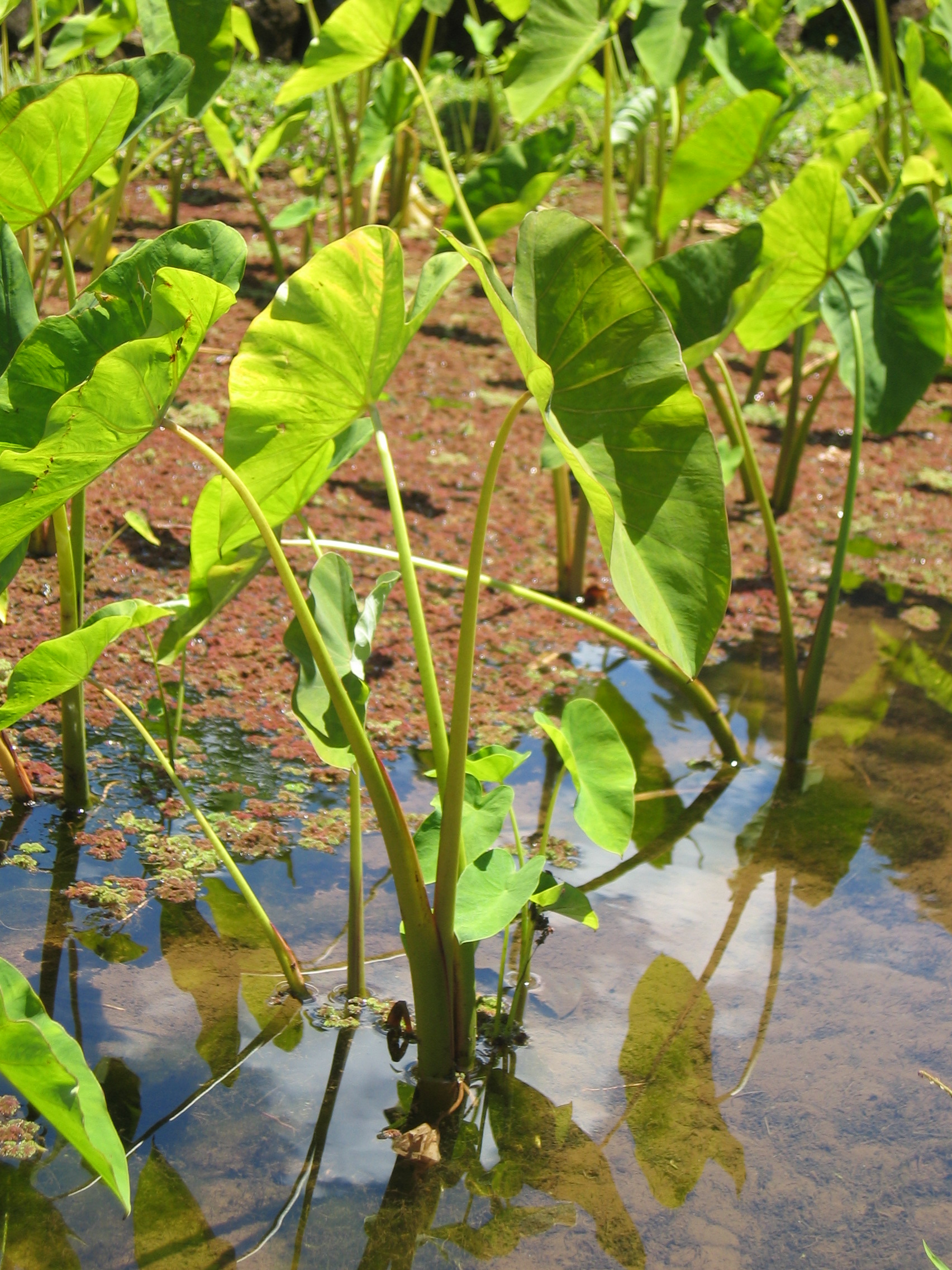 Colocasia esculenta   - Habit in wetland