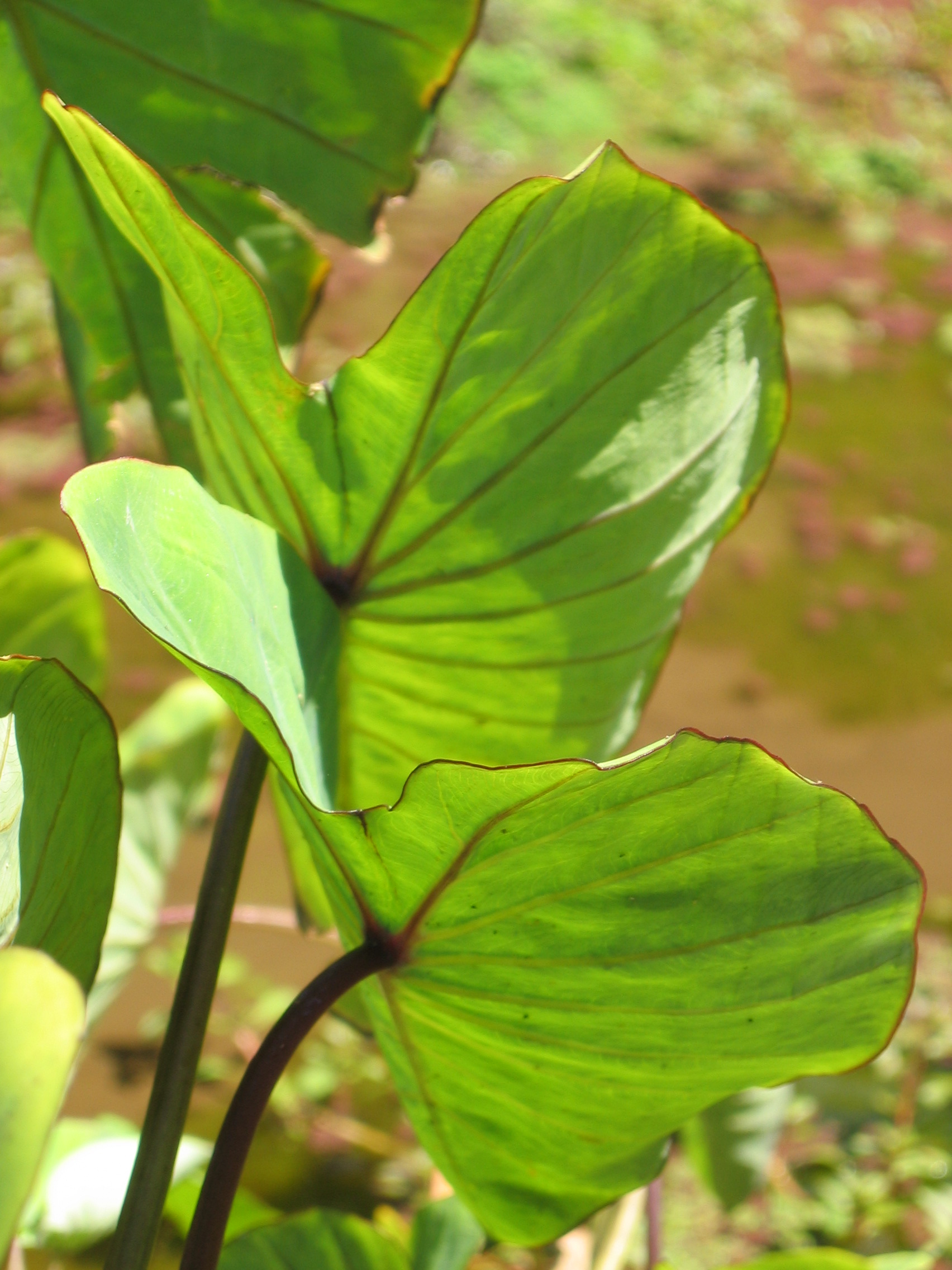 Colocasia esculenta   - plant detail