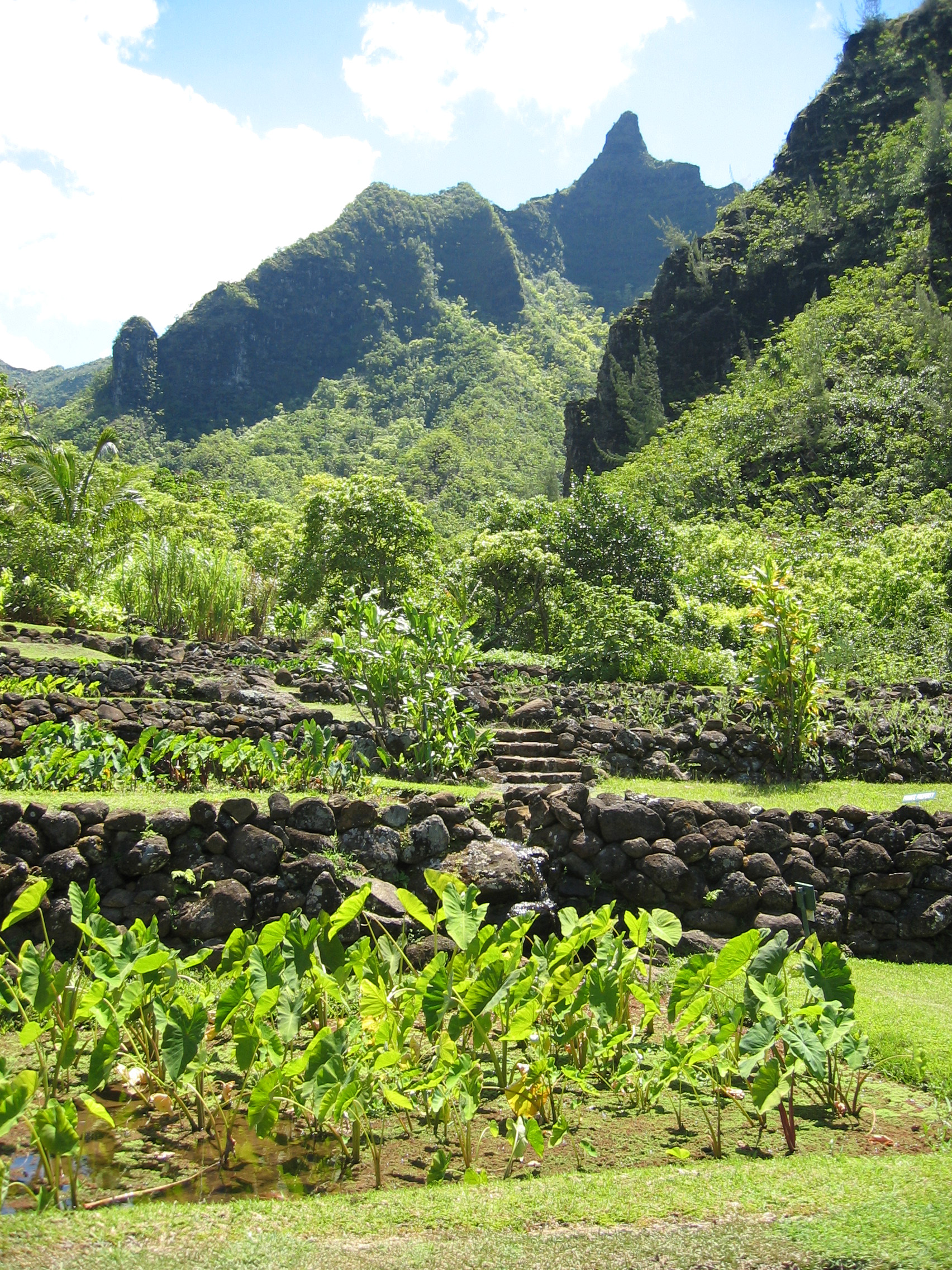Colocasia esculenta   - Taro planting in rock wall terraces (lo'i kalo) in the Limahuli watershed (ahupua'a)