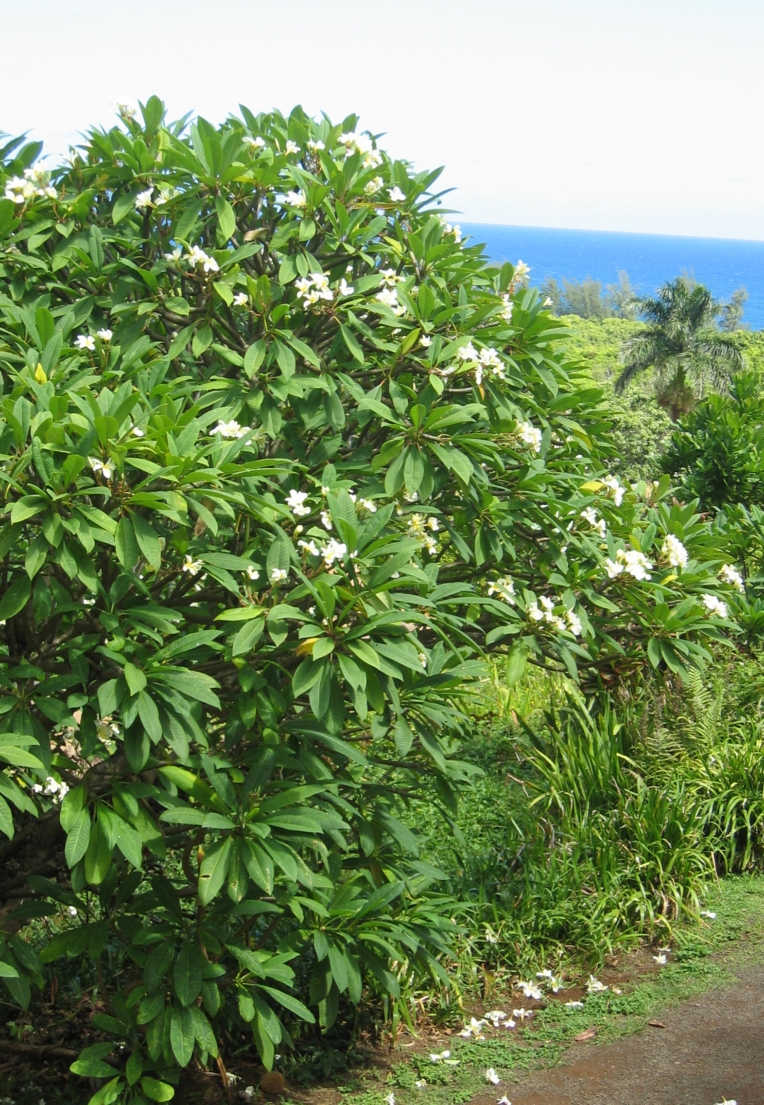 Plumeria rubra   - 