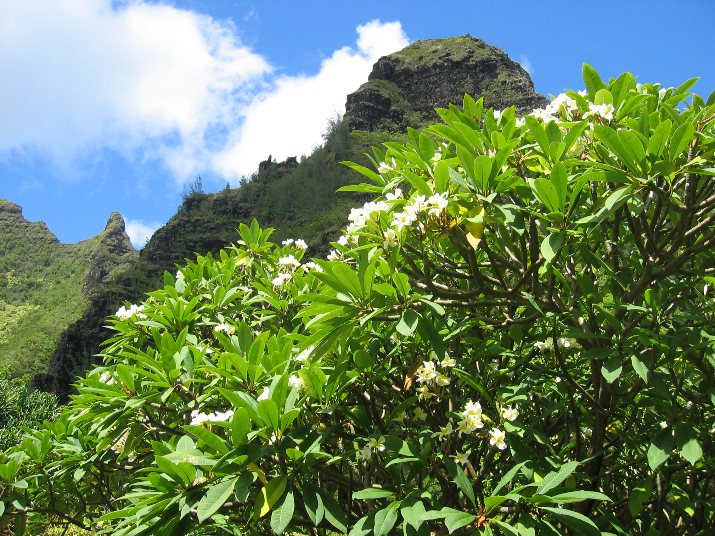 Plumeria rubra   - 