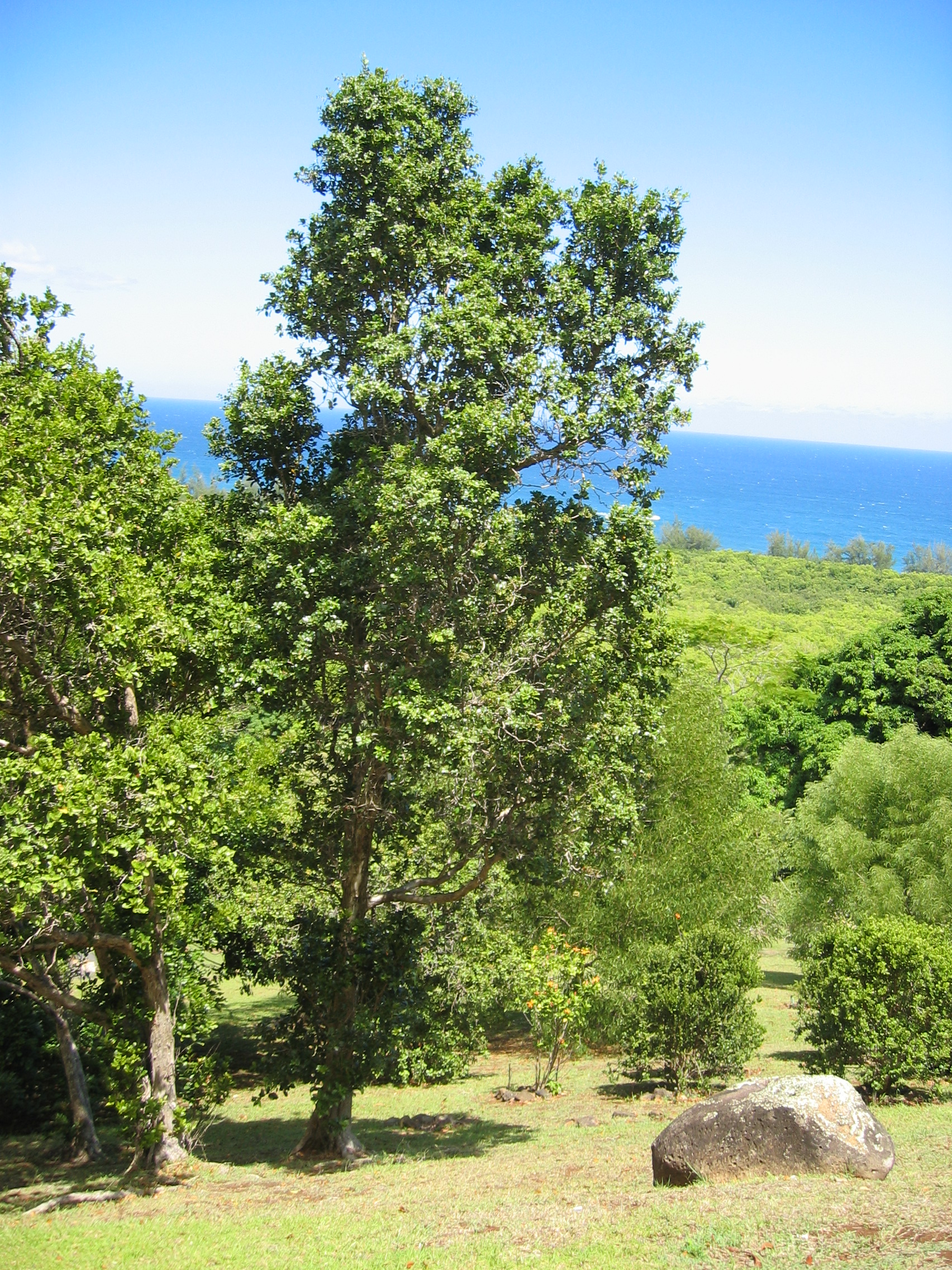 Metrosideros polymorpha   - 