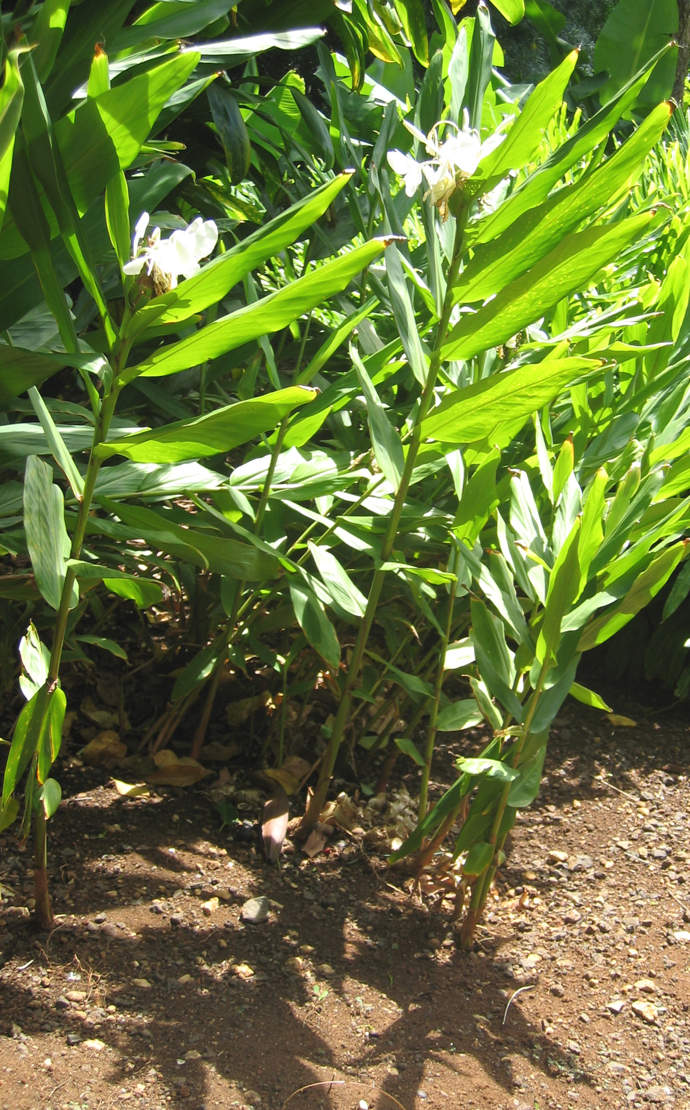Hedychium coronarium   - 