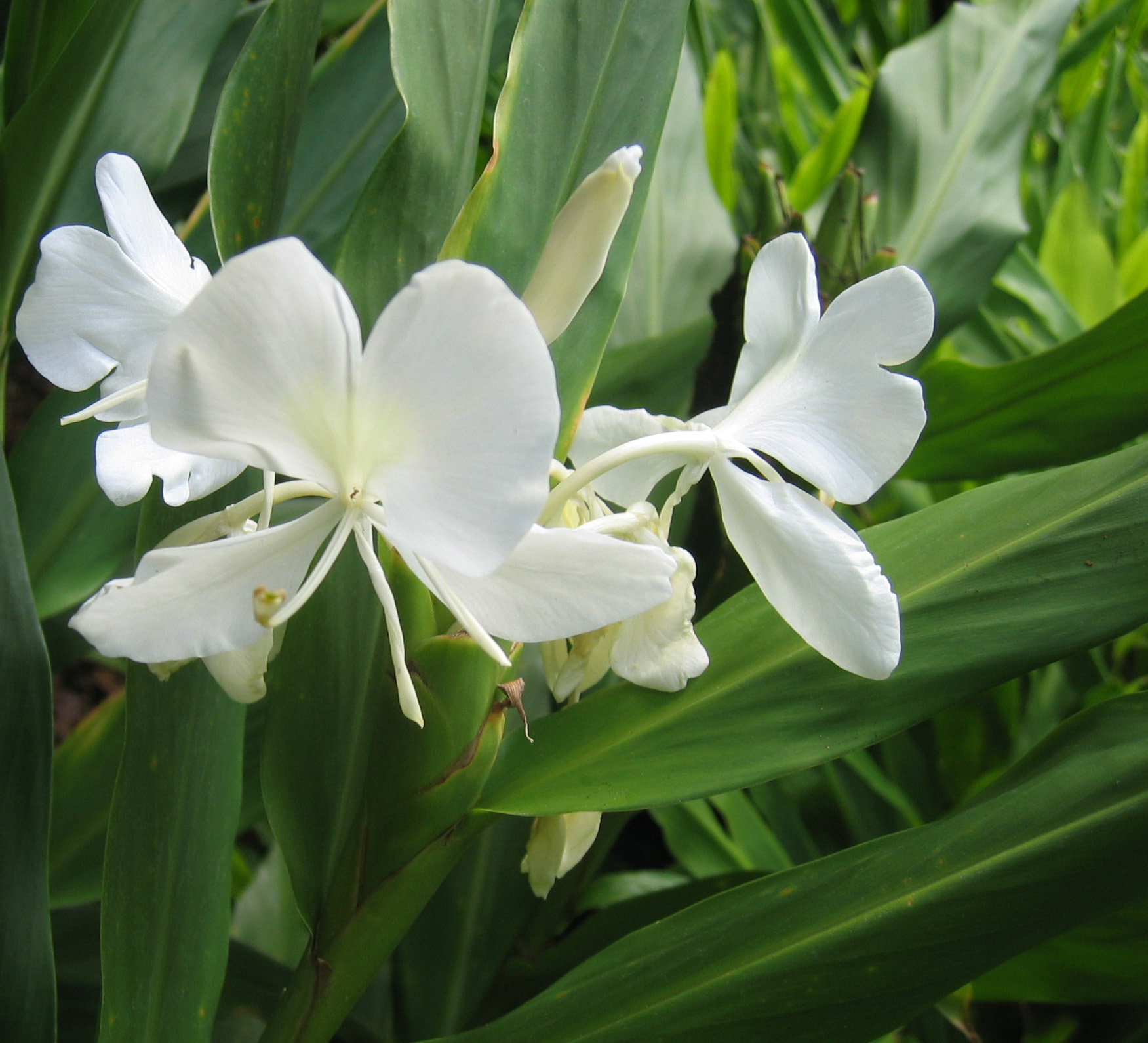 Hedychium coronarium   - flower detail