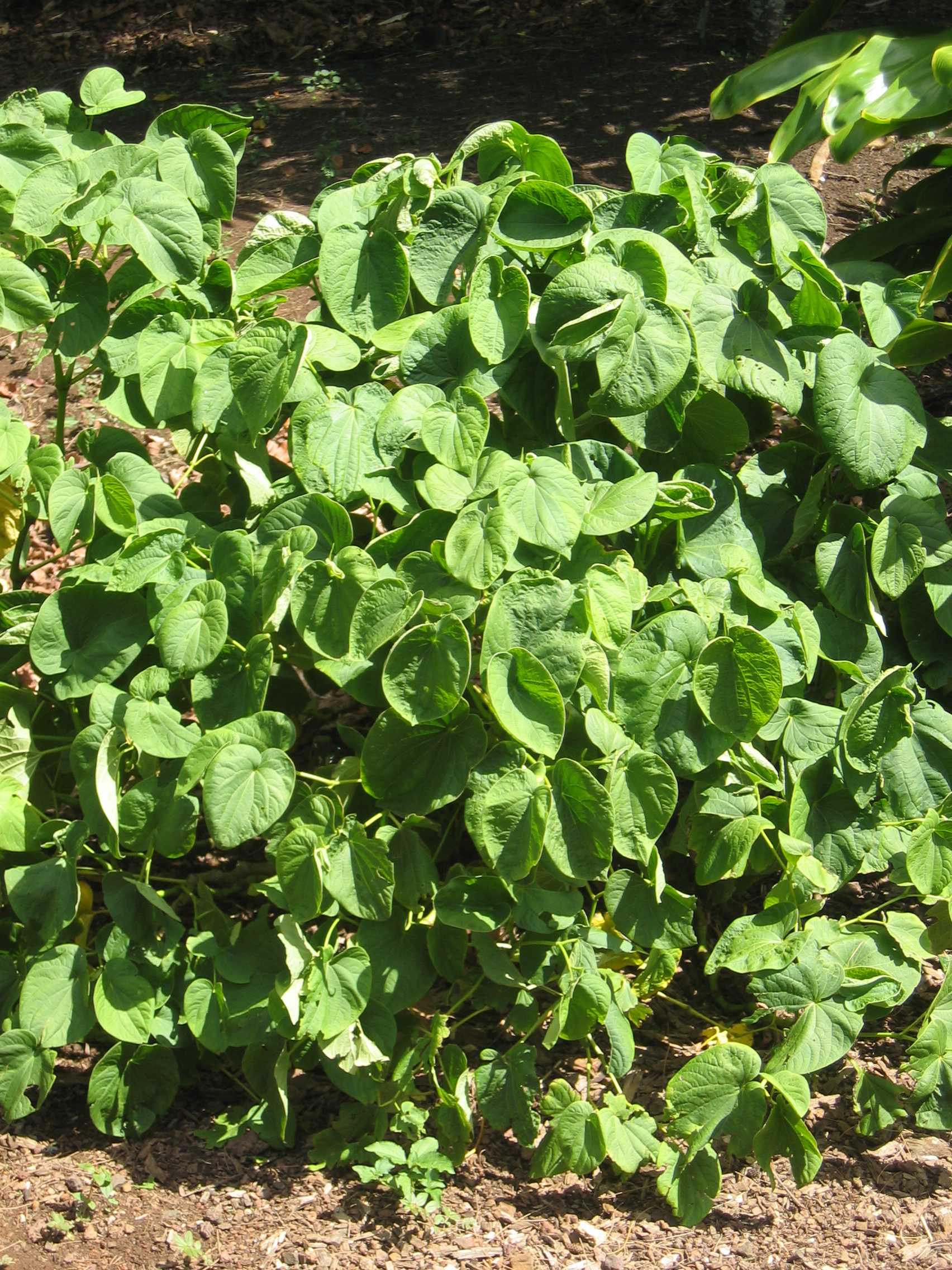 Piper methysticum   - 