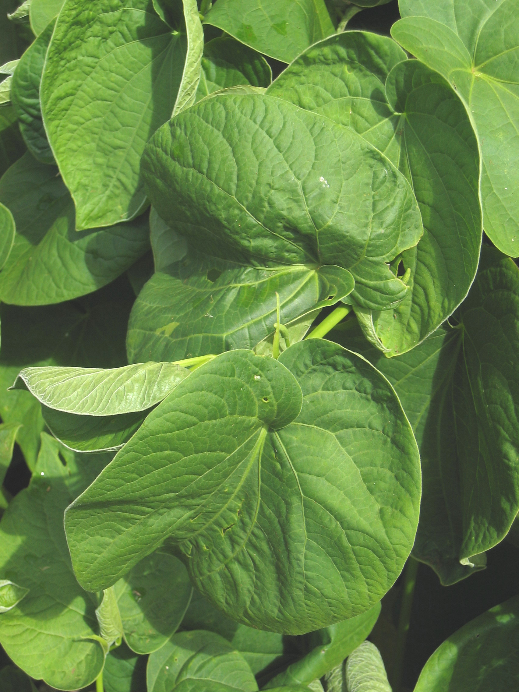 Piper methysticum   - leaf detail