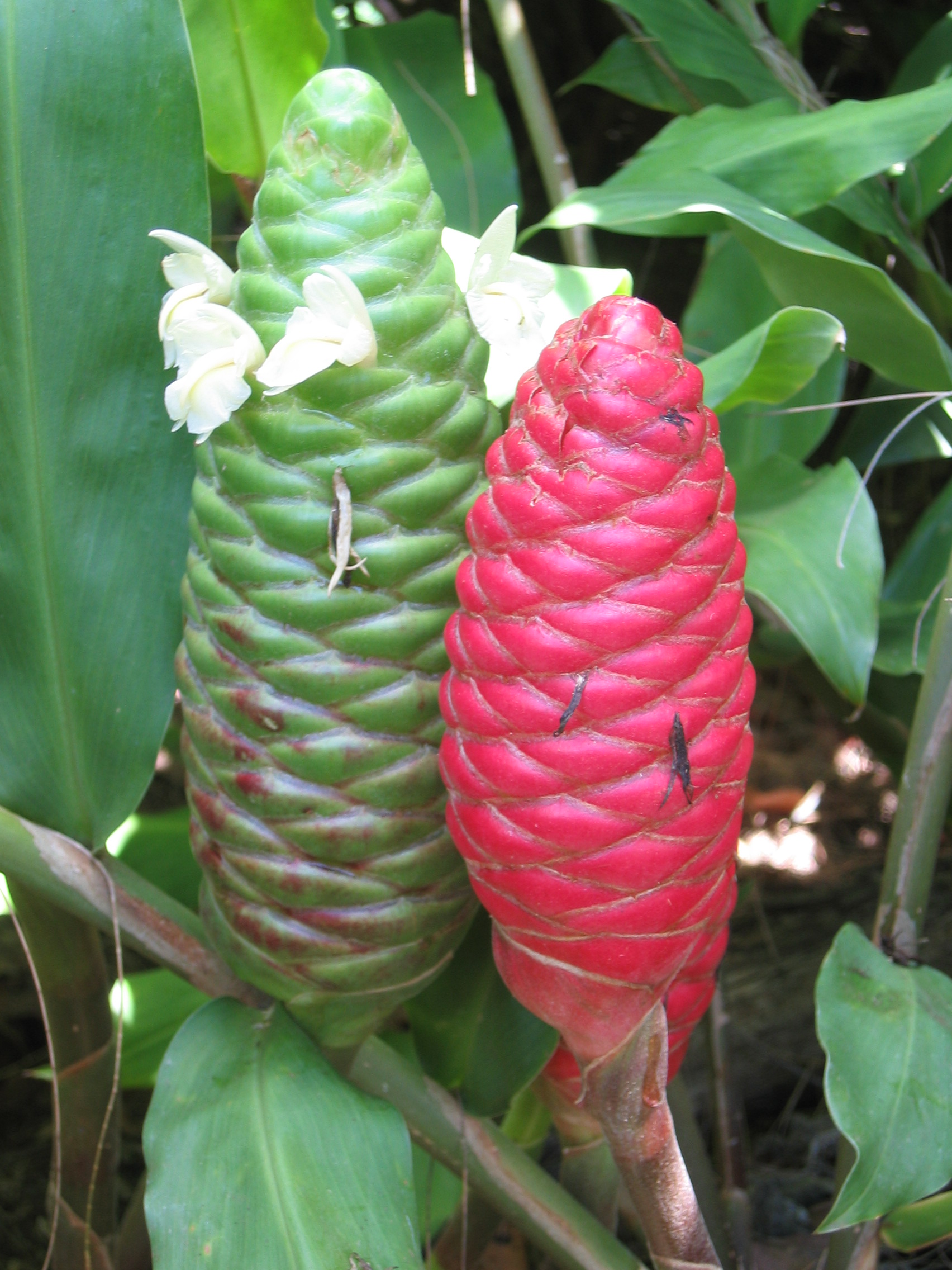Zingiber zerumbet   - Bracts with flowers