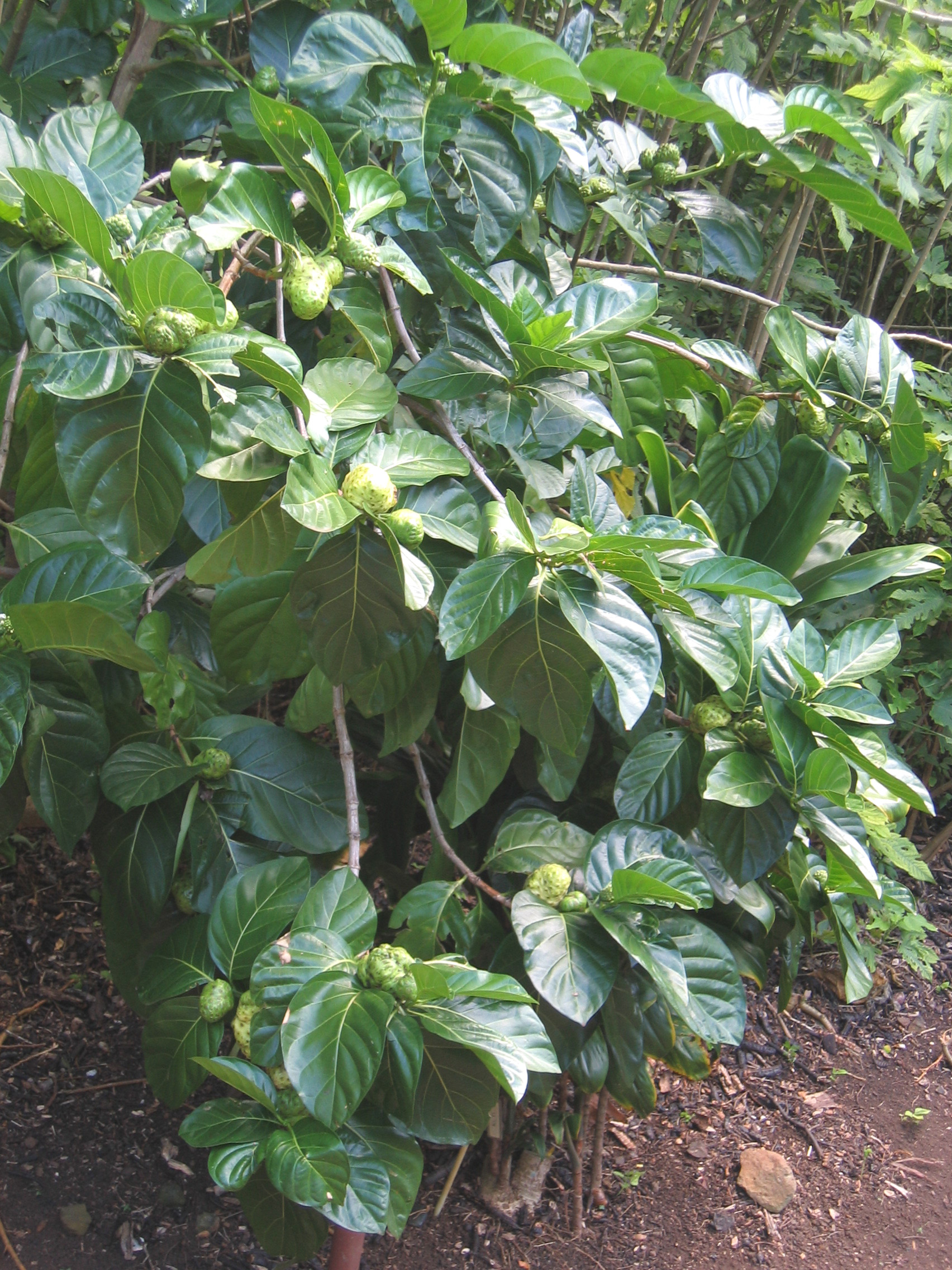 Morinda citrifolia   - 