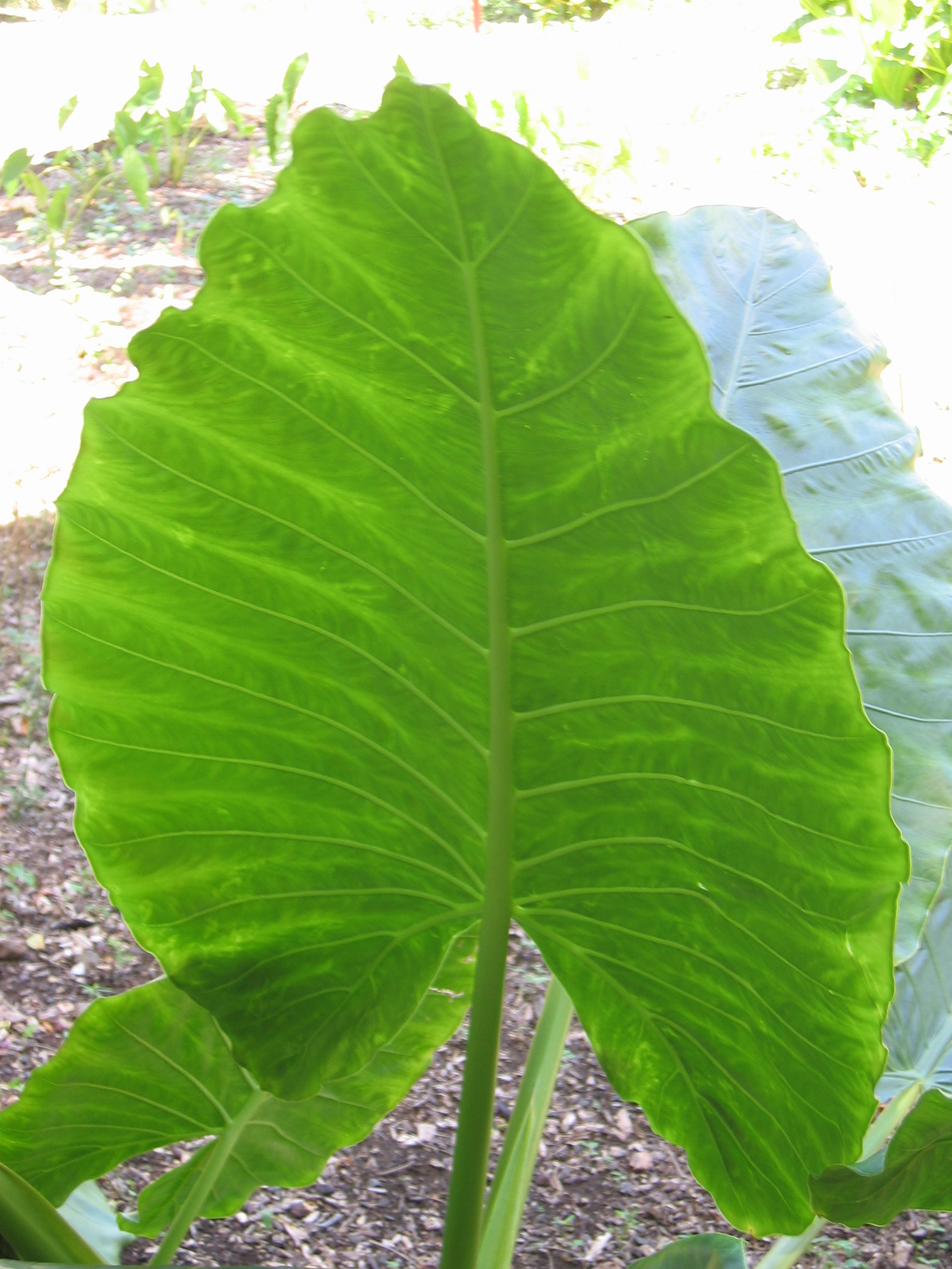 Alocasia macrorrhizos   - 