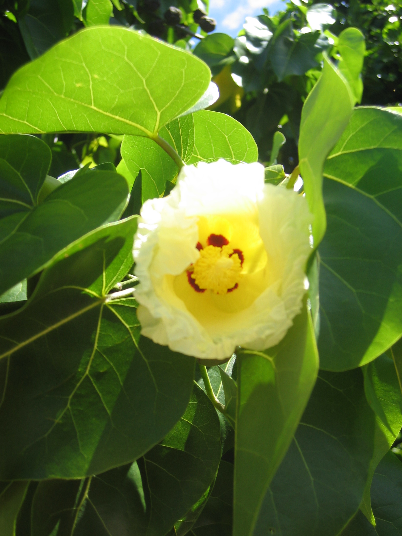 Thespesia populnea   - new flowers