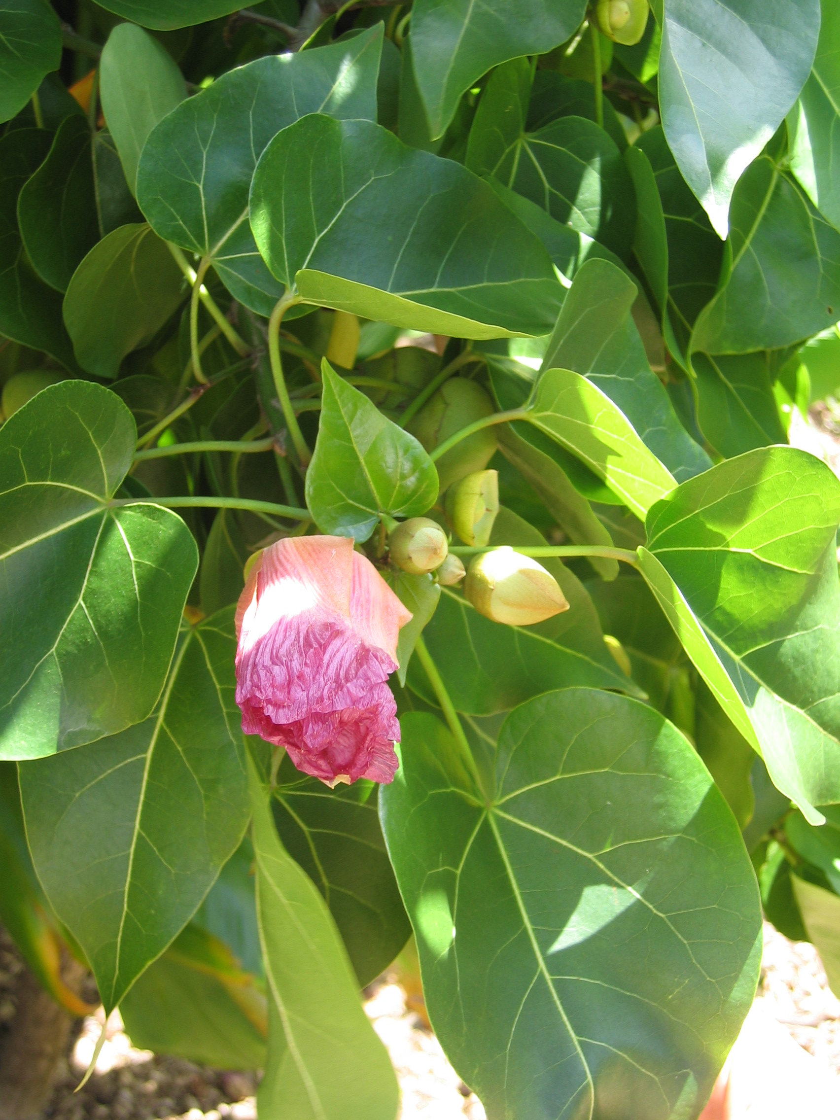 Thespesia populnea   - old flower