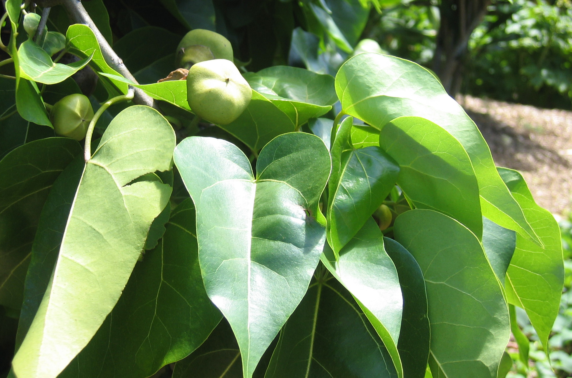 Thespesia populnea   - fruit