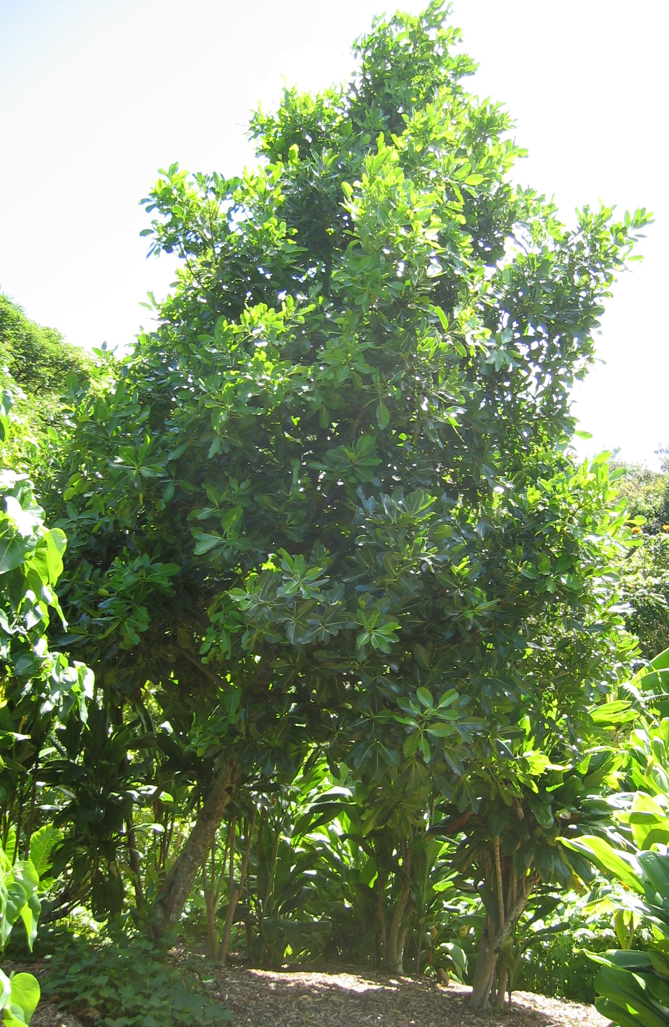 Calophyllum inophyllum   - 