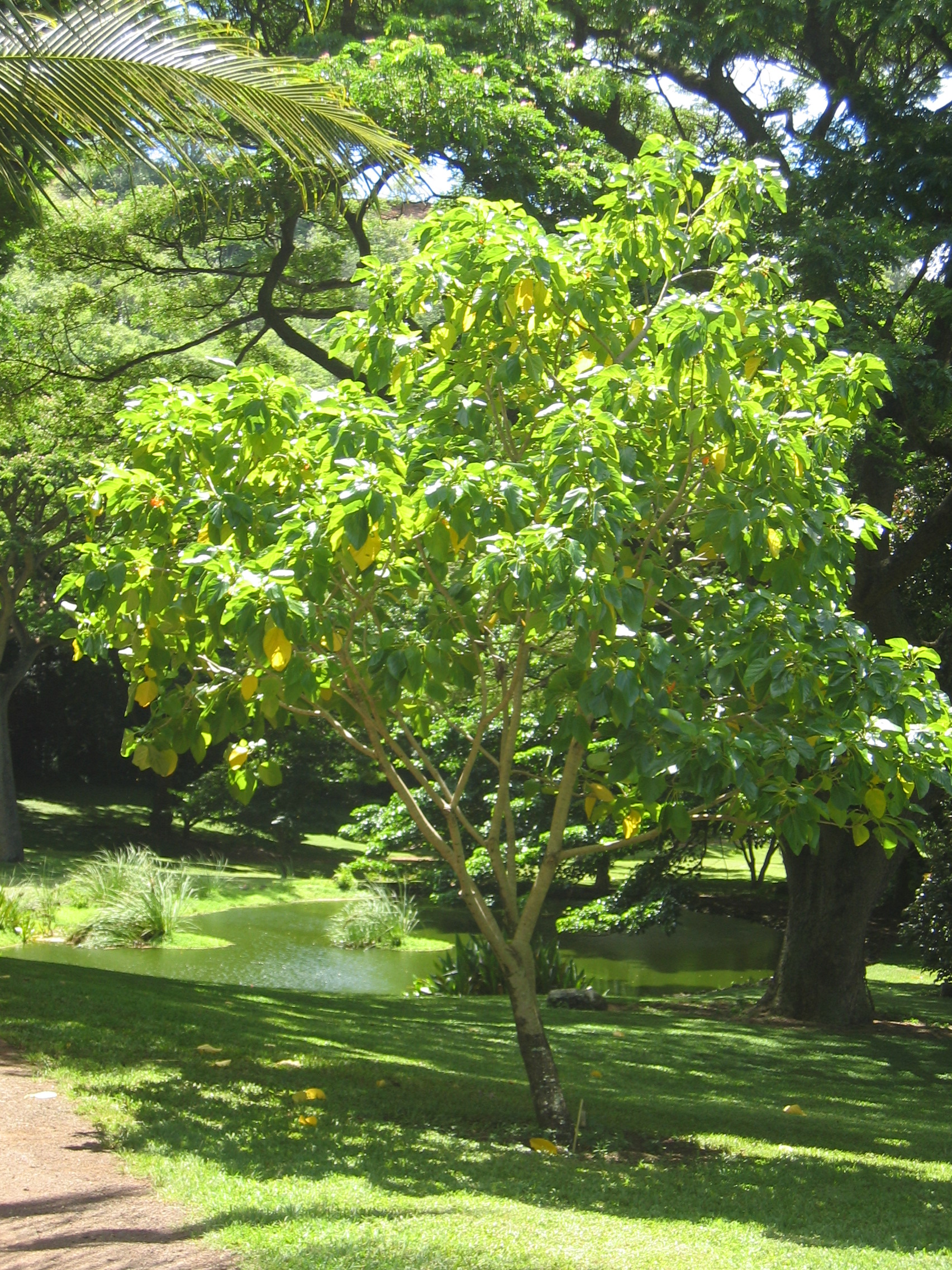 Cordia subcordata   - 