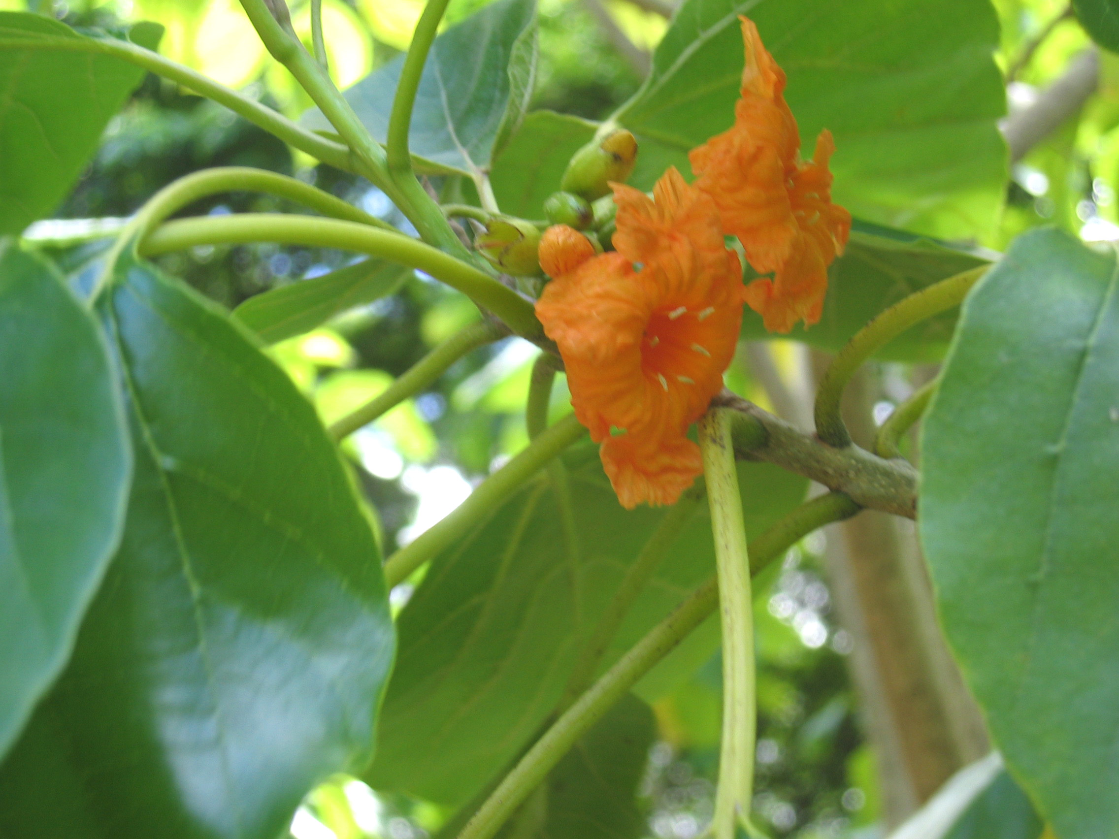 Cordia subcordata   - flowers
