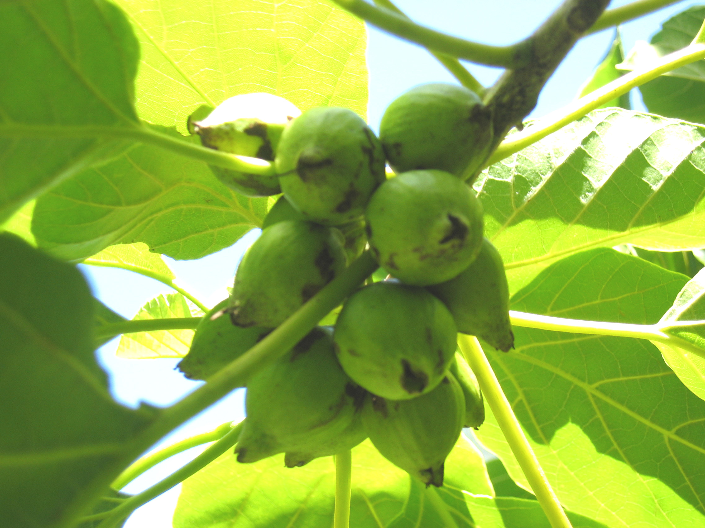 Cordia subcordata   - Cluster of fruits
