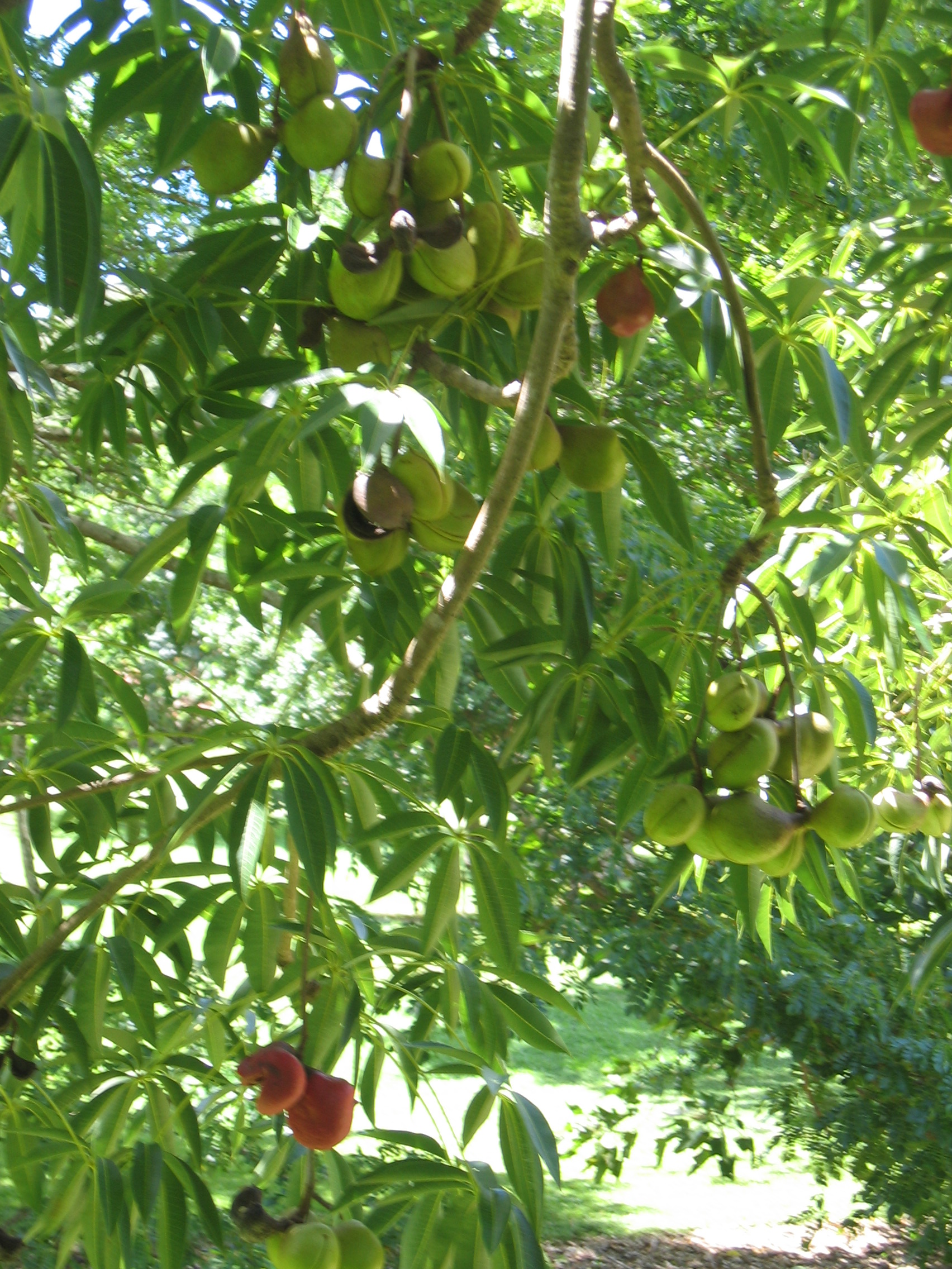Sterculia foetida   - branch detail with green and ripe fruit