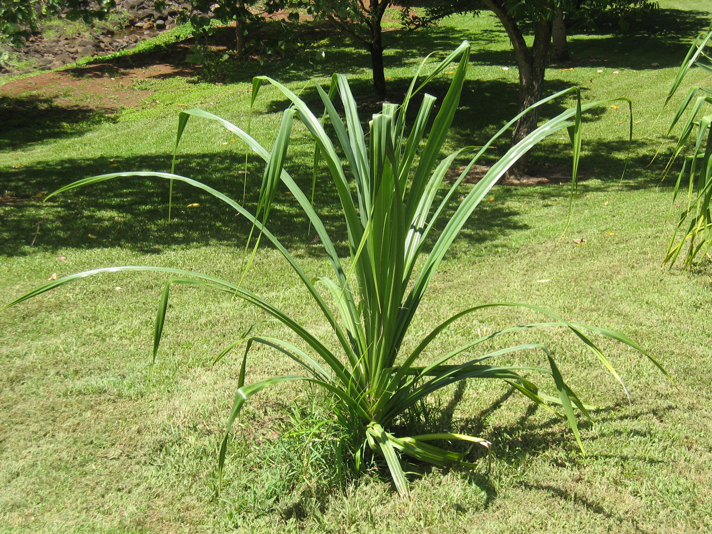 Pandanus tectorius   - smooth-edged leaf variety
