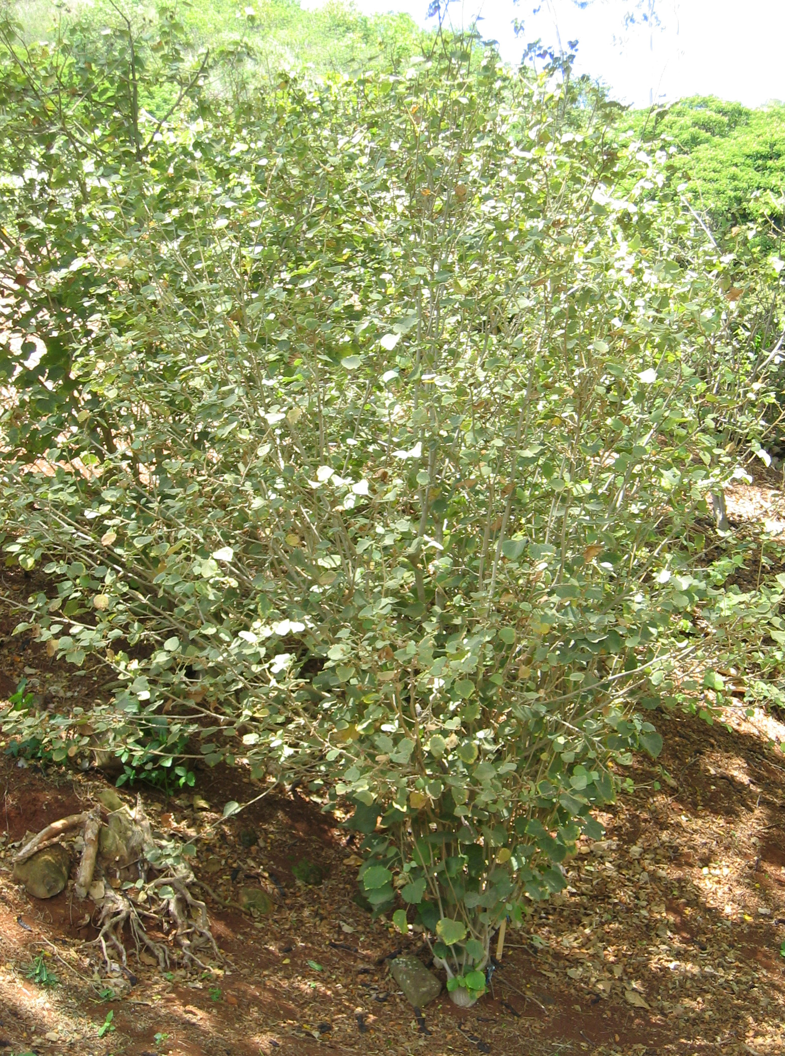 Hibiscadelphus distans   - 