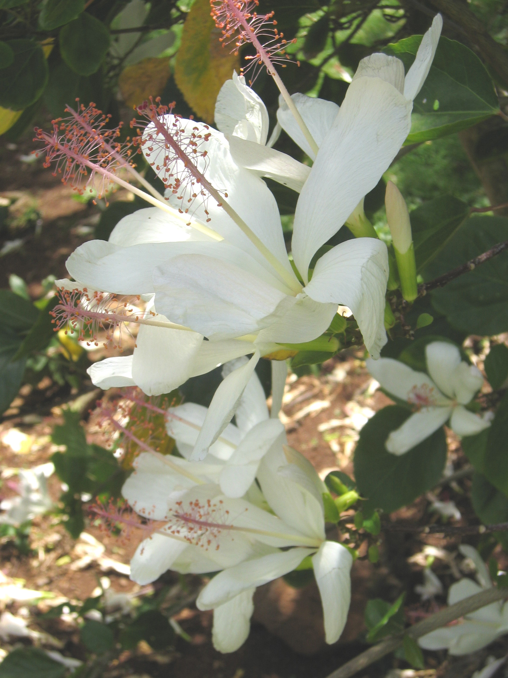 Hibiscus arnottianus   - flowers