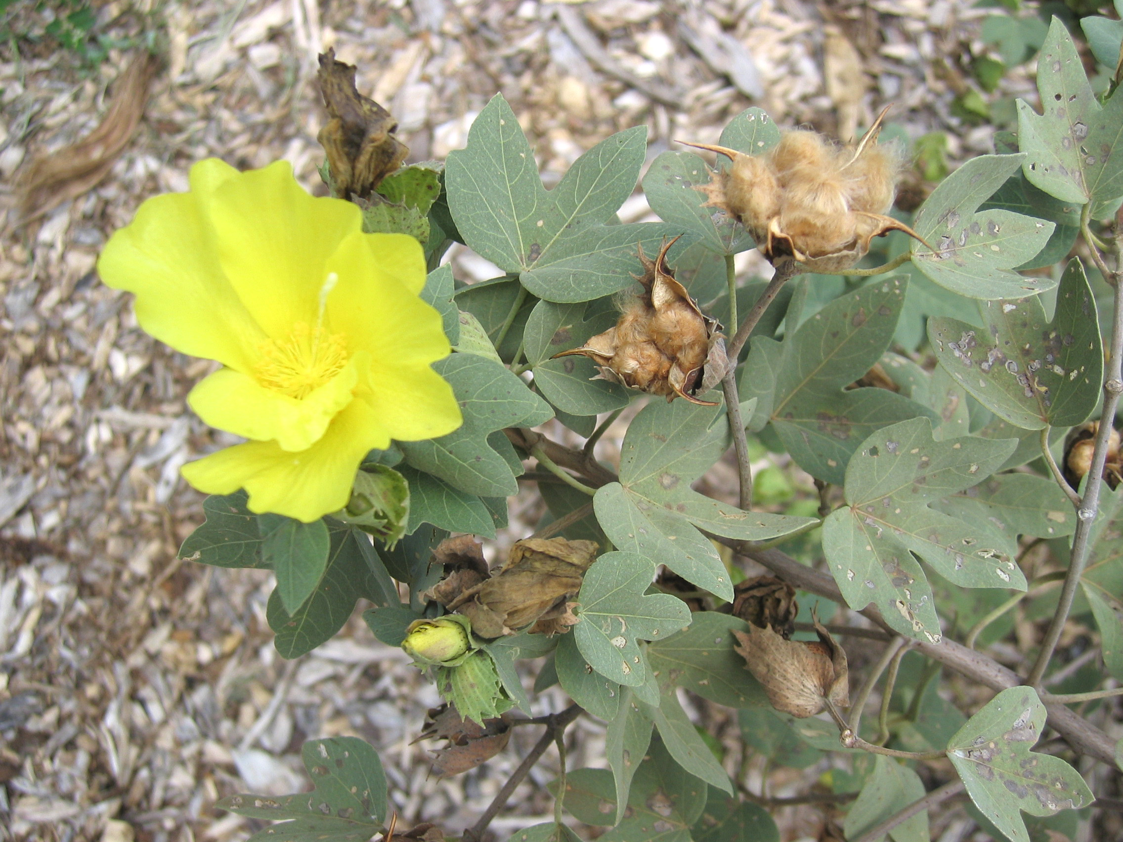Gossypium tomentosum   - flower and cotton fruit