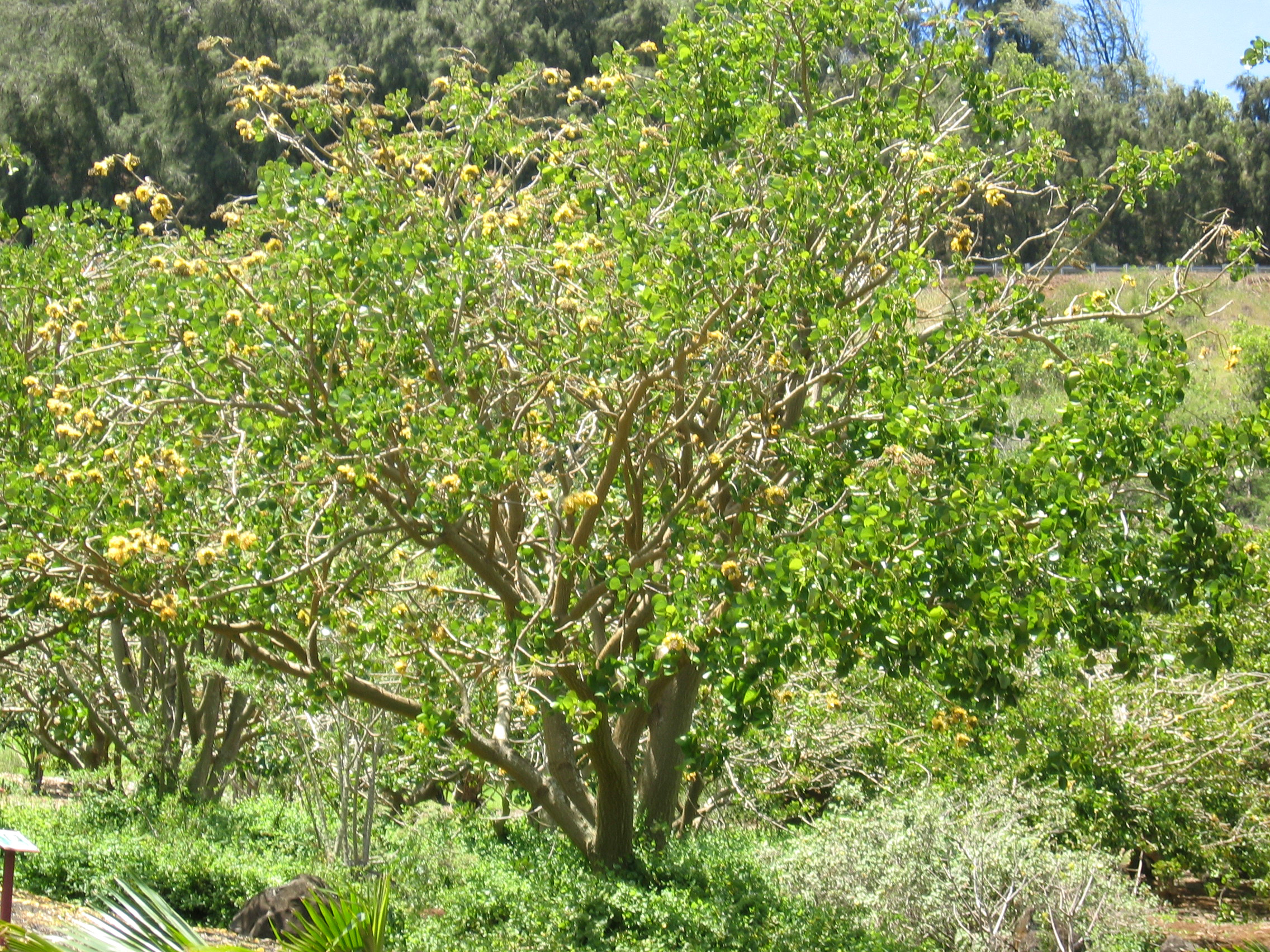 Erythrina sandwicensis   - tree with yellow flowers