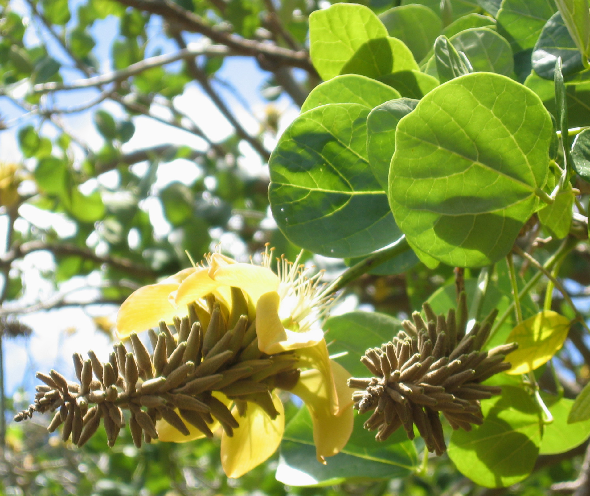 Erythrina sandwicensis   - flower detail