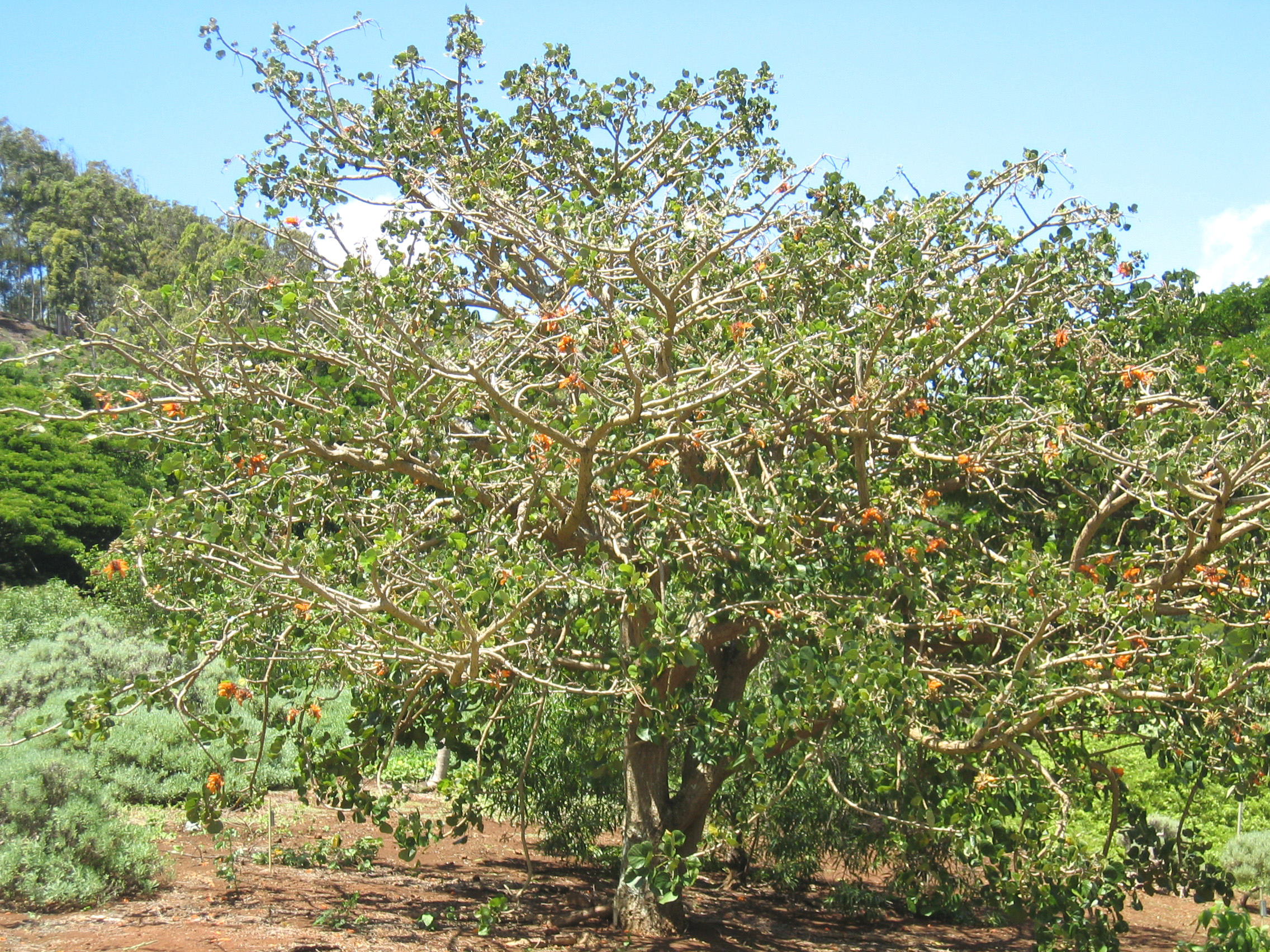 Erythrina sandwicensis orange flowered  - tree with orange flowers