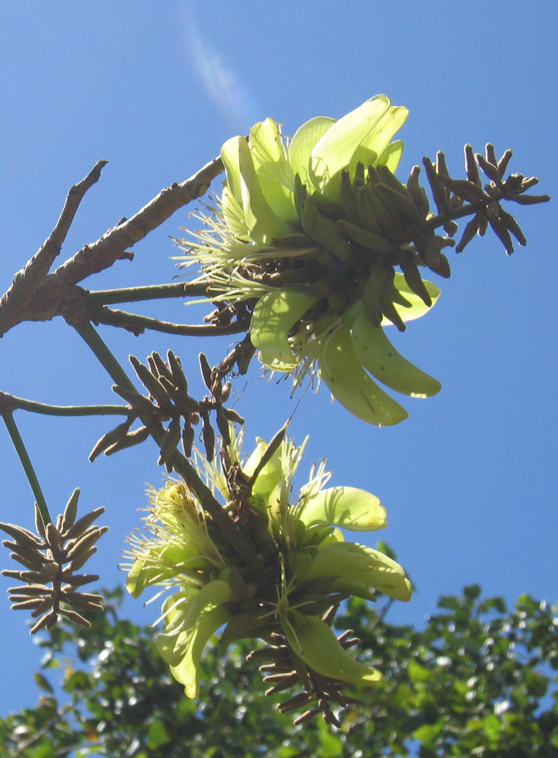 Erythrina sandwicensis green flowered  - flower detail