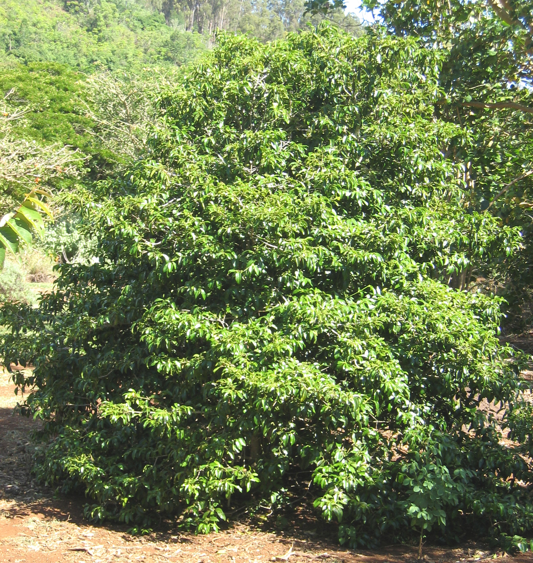 Psydrax odorata   - 