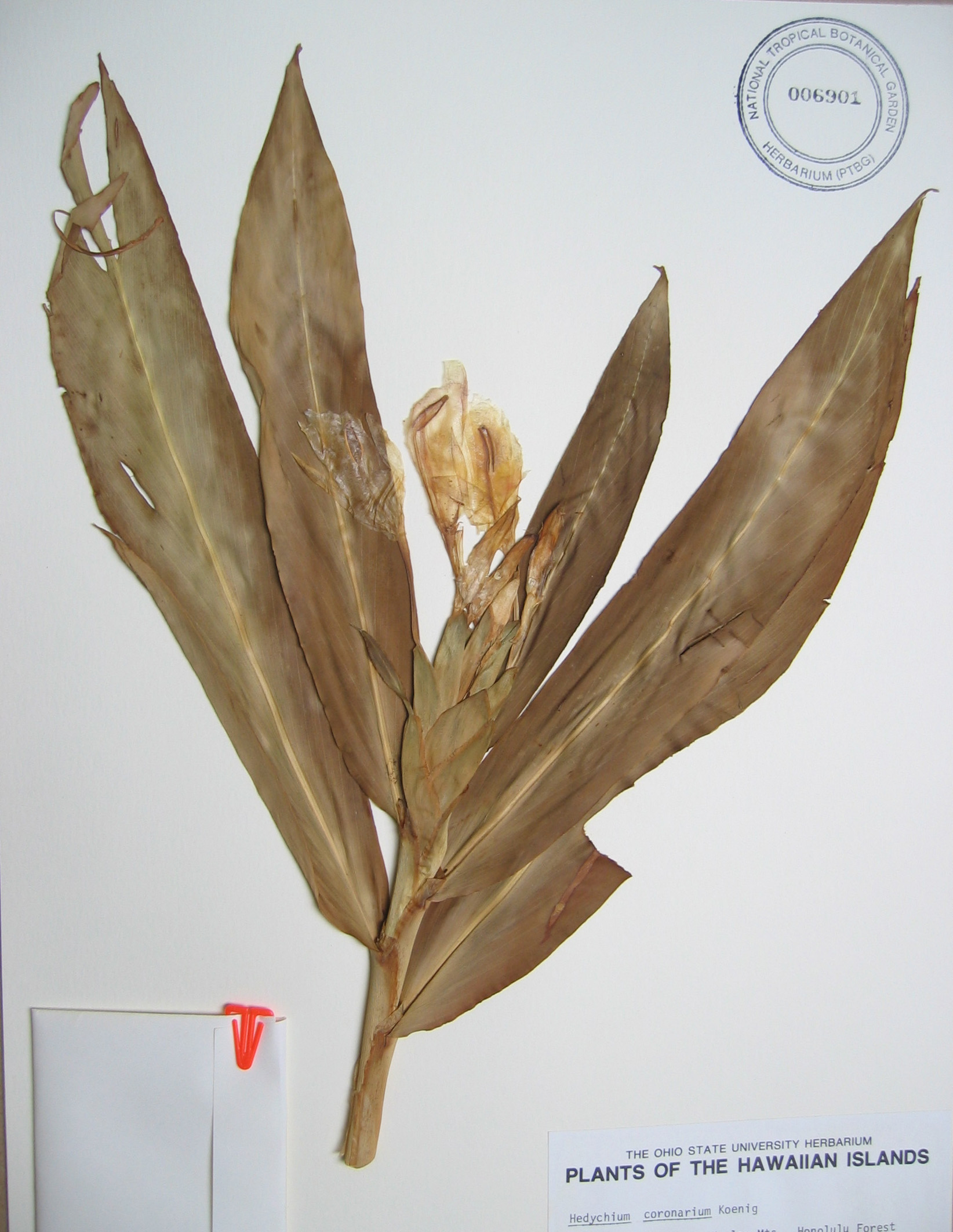 Hedychium coronarium   - 