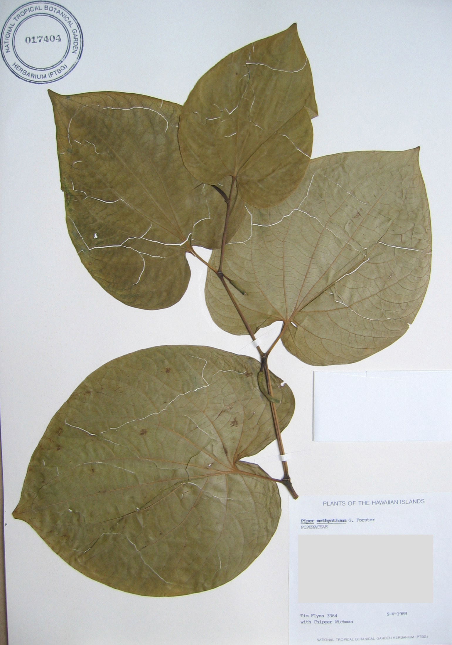 Piper methysticum   - 