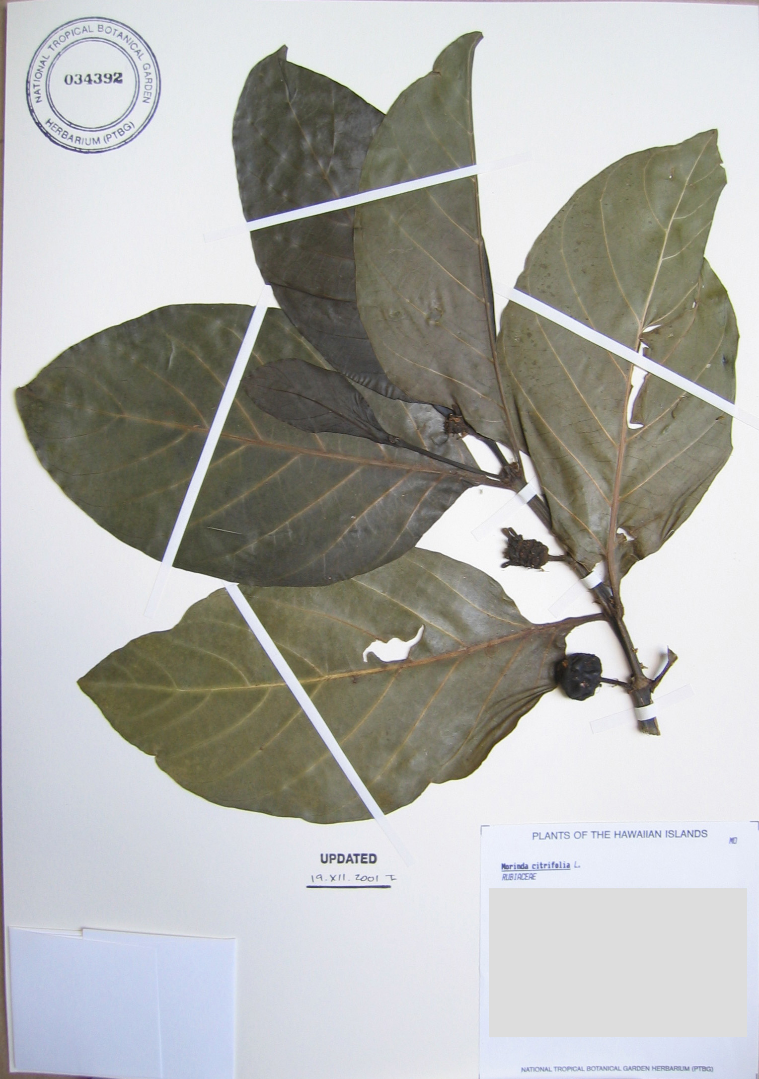 Morinda citrifolia   - 