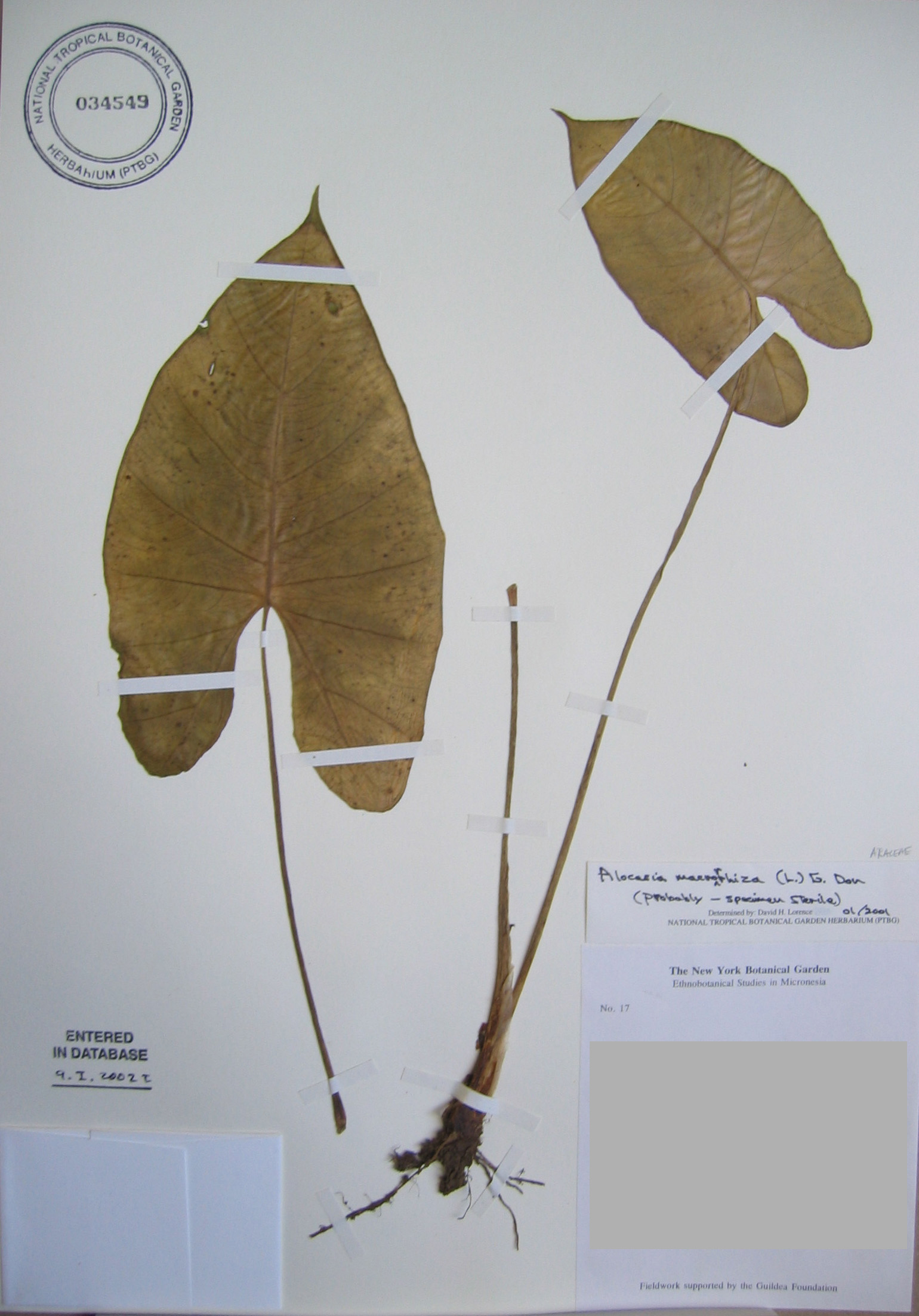 Alocasia macrorrhizos   - 