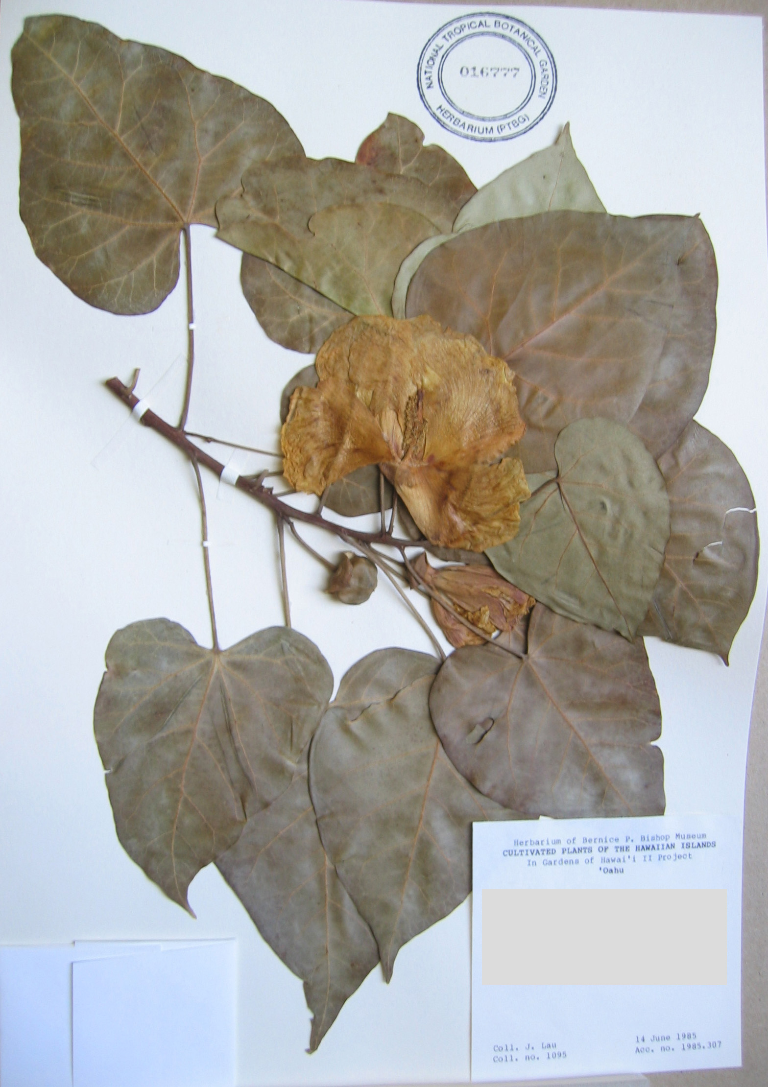 Thespesia populnea   - 