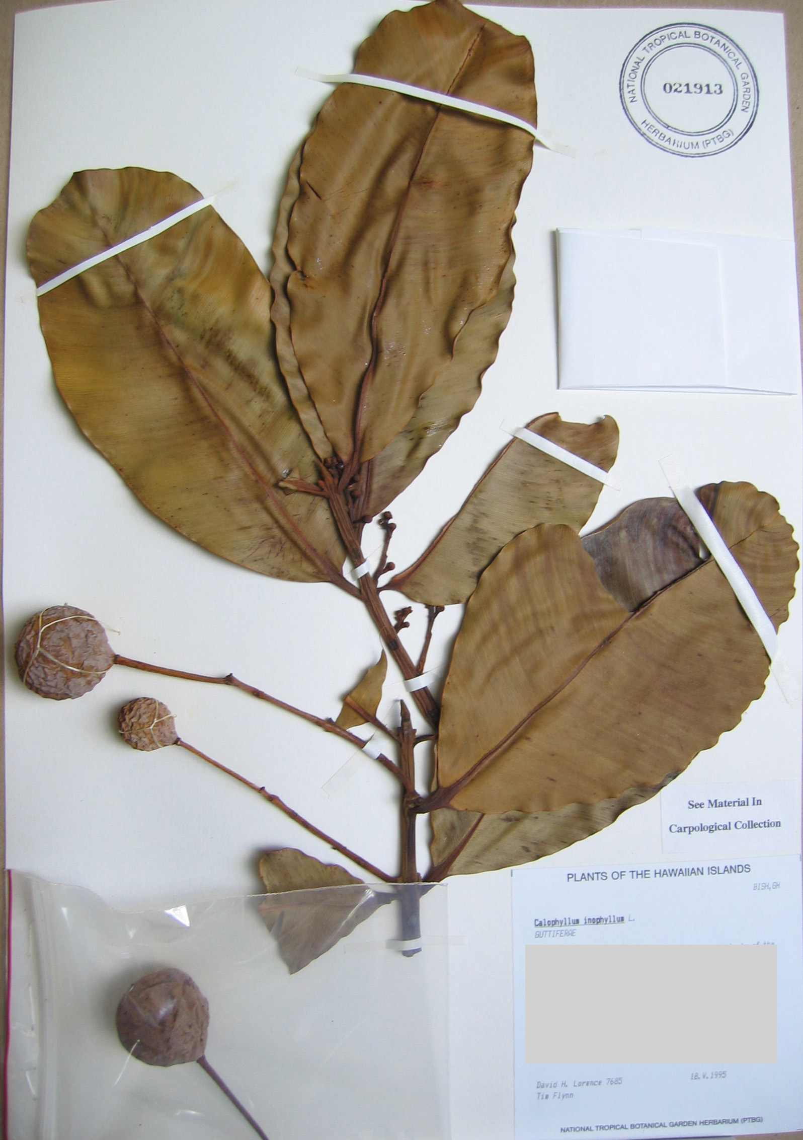 Calophyllum inophyllum   - 