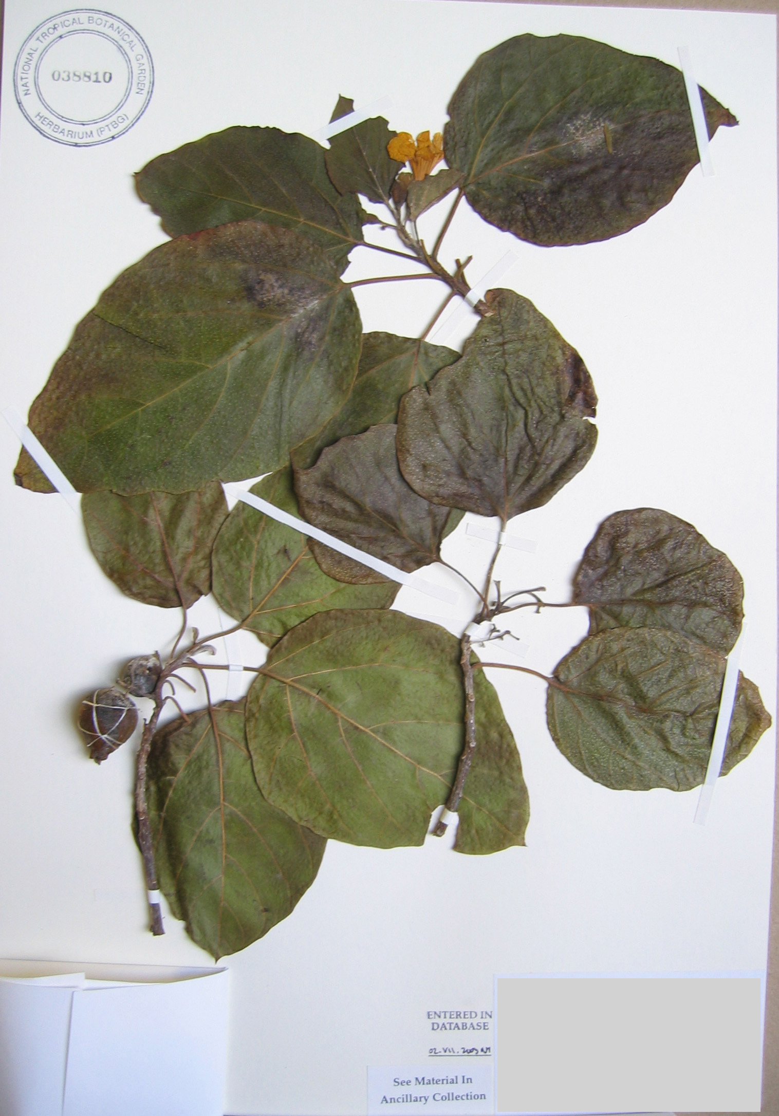 Cordia subcordata   - 