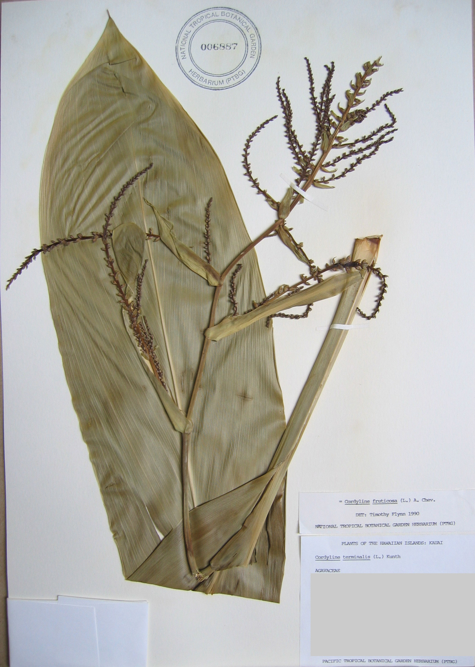 Cordyline fruiticosa   - 