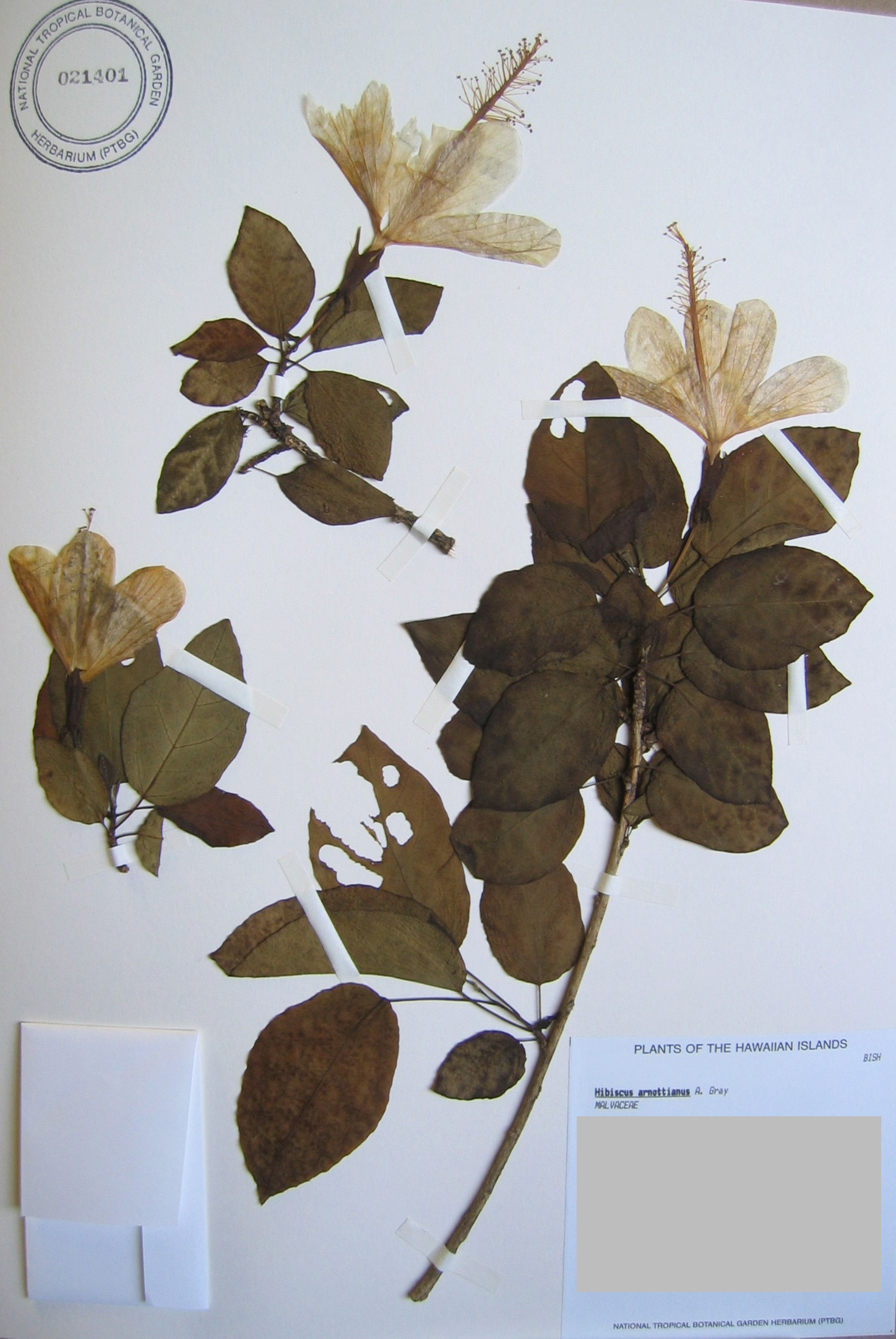Hibiscus arnottianus   - 