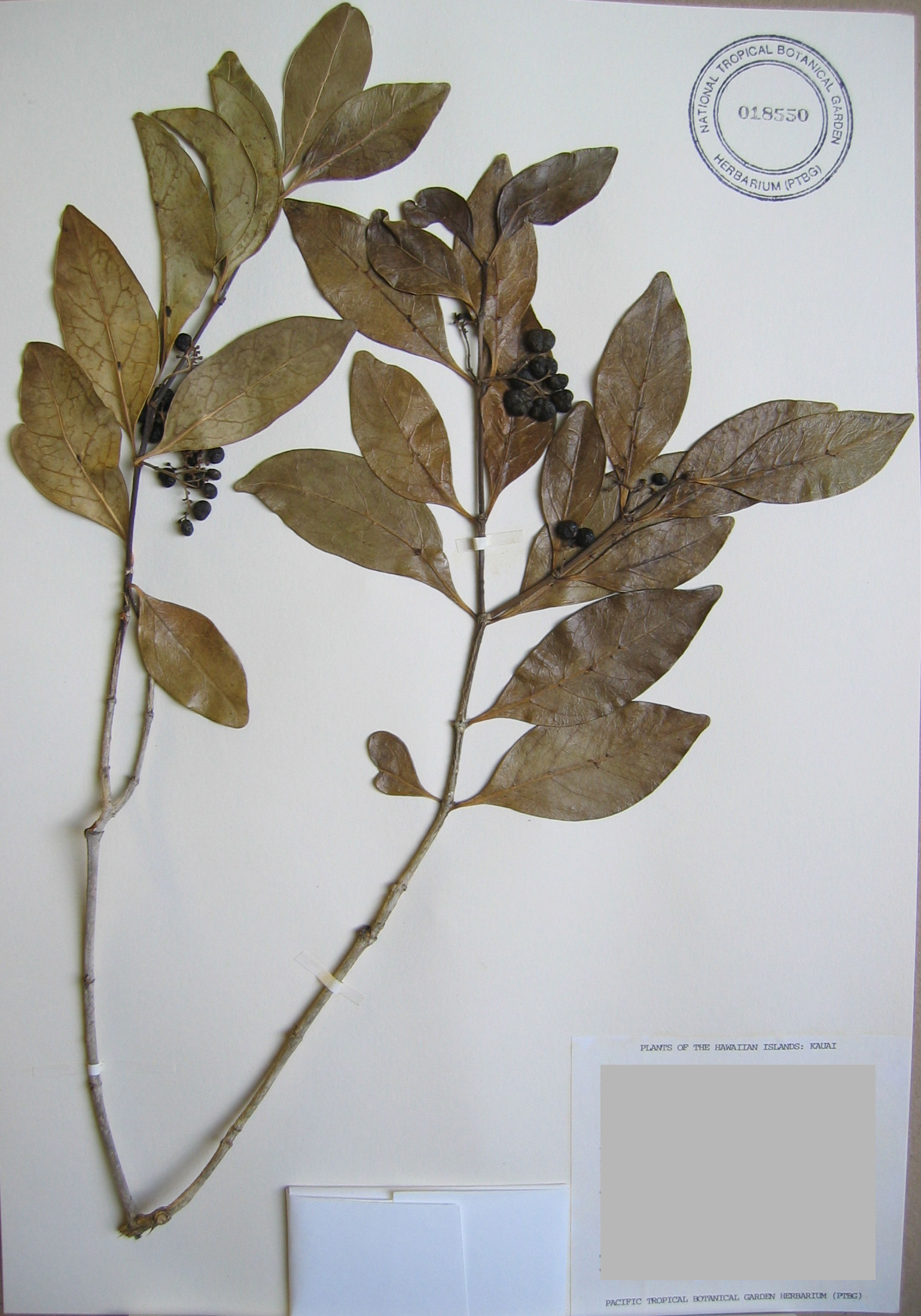 Psydrax odorata   - 