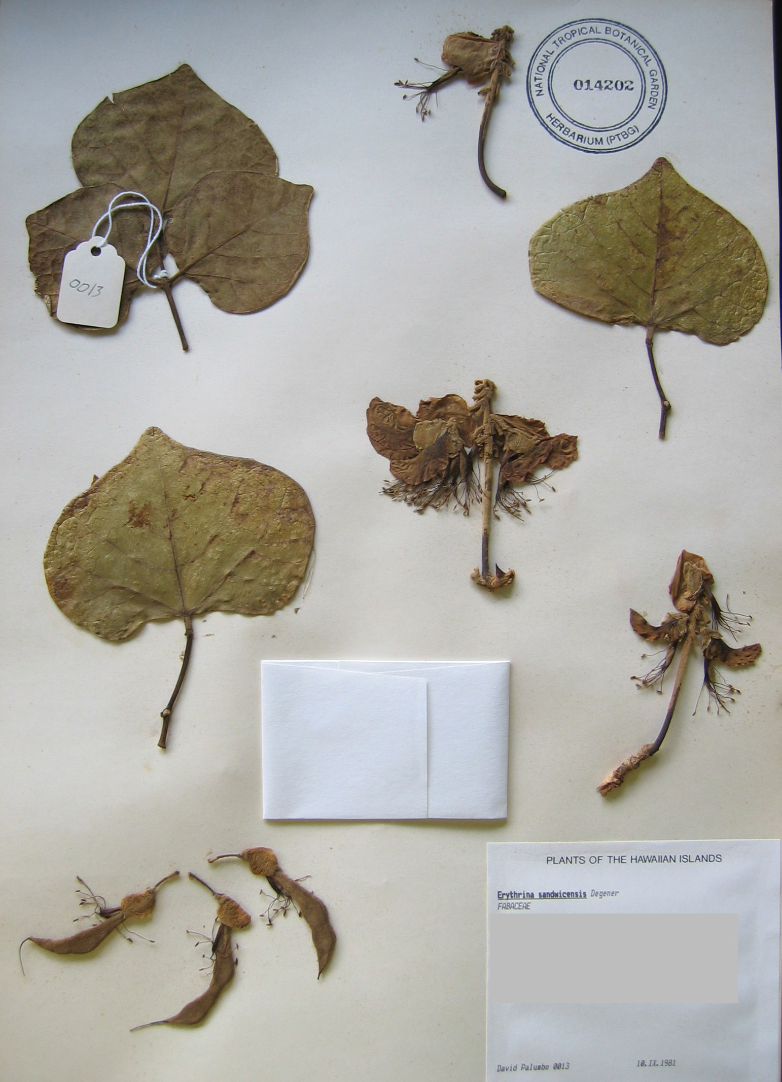 Erythrina sandwicensis   - 