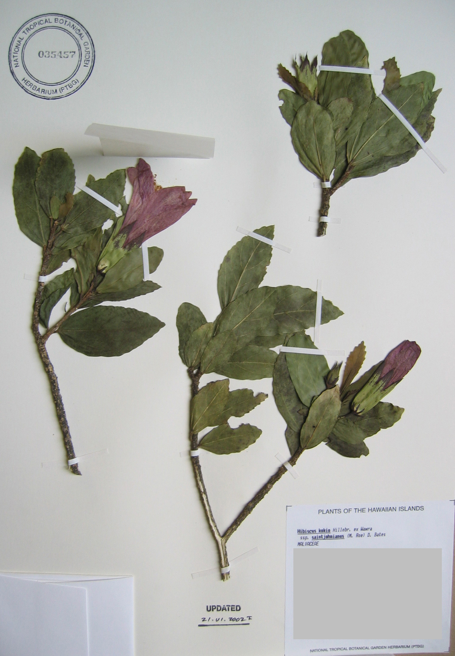 Hibiscus kokio subsp. saintjohnianus  - 