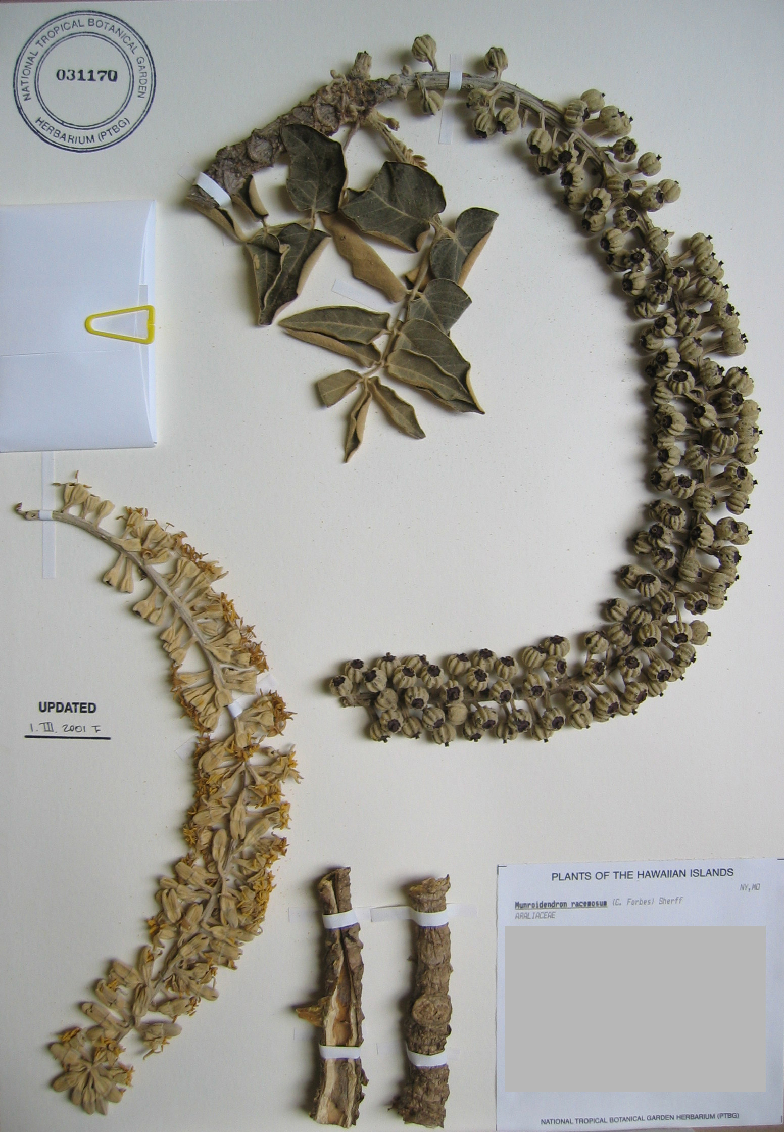 Polyscias racemosa   - 