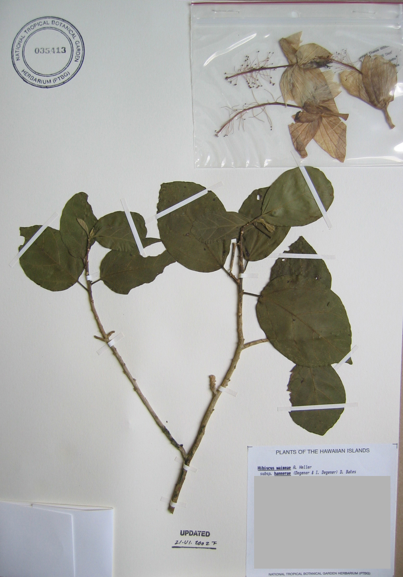 Hibiscus waimeae subsp. hannerae  - 