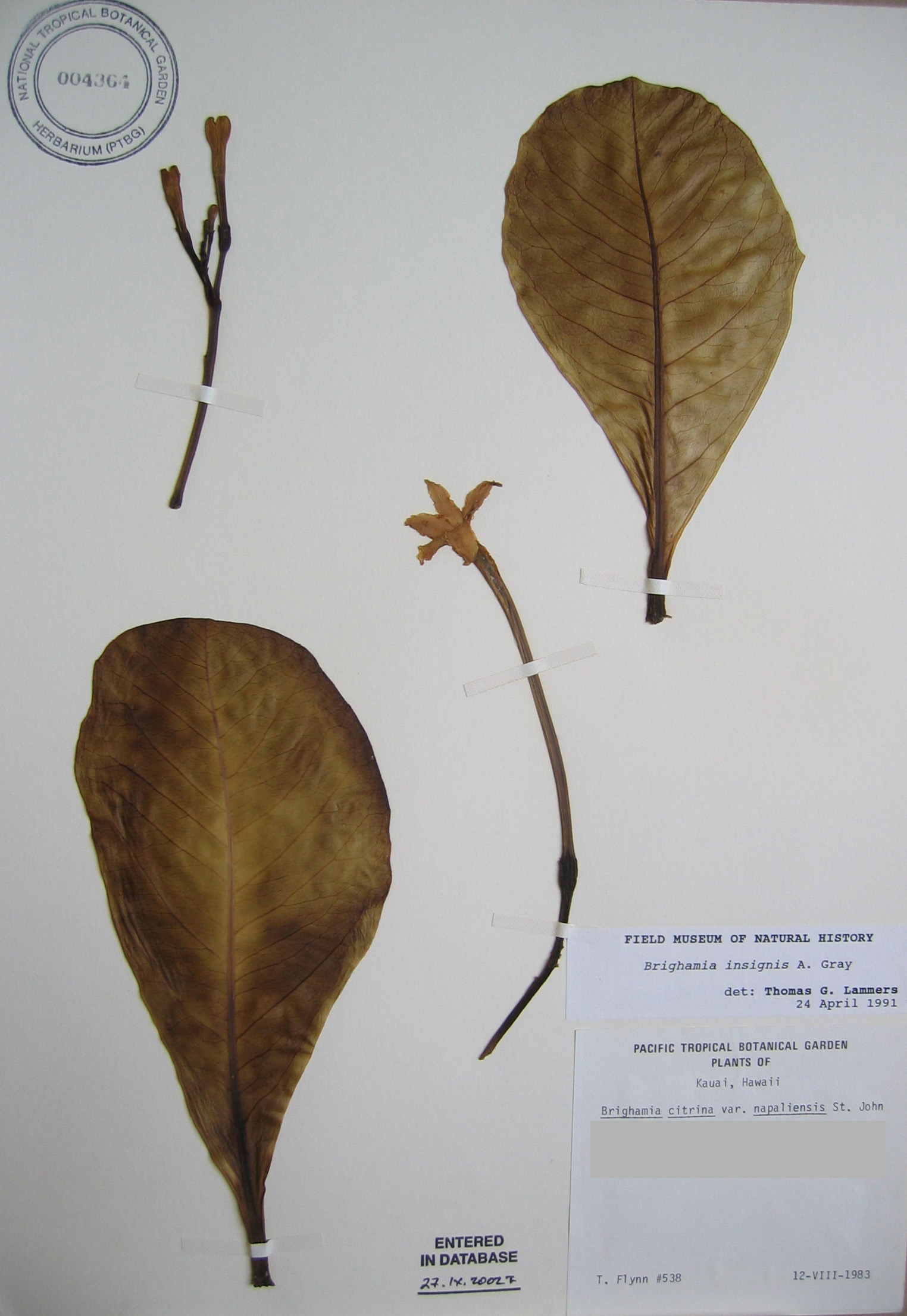 Brighamia insignis   - 