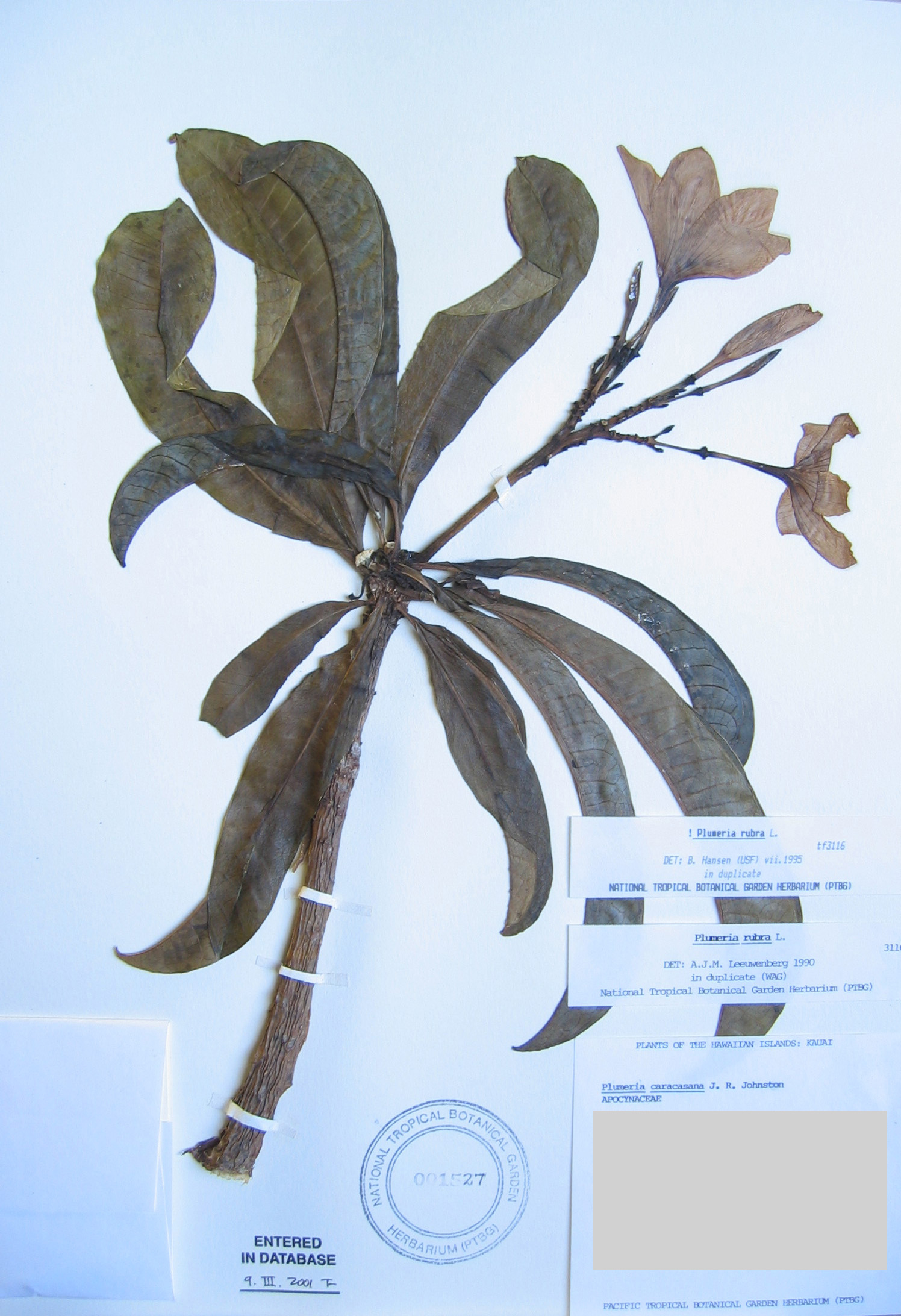 Plumeria rubra   - 