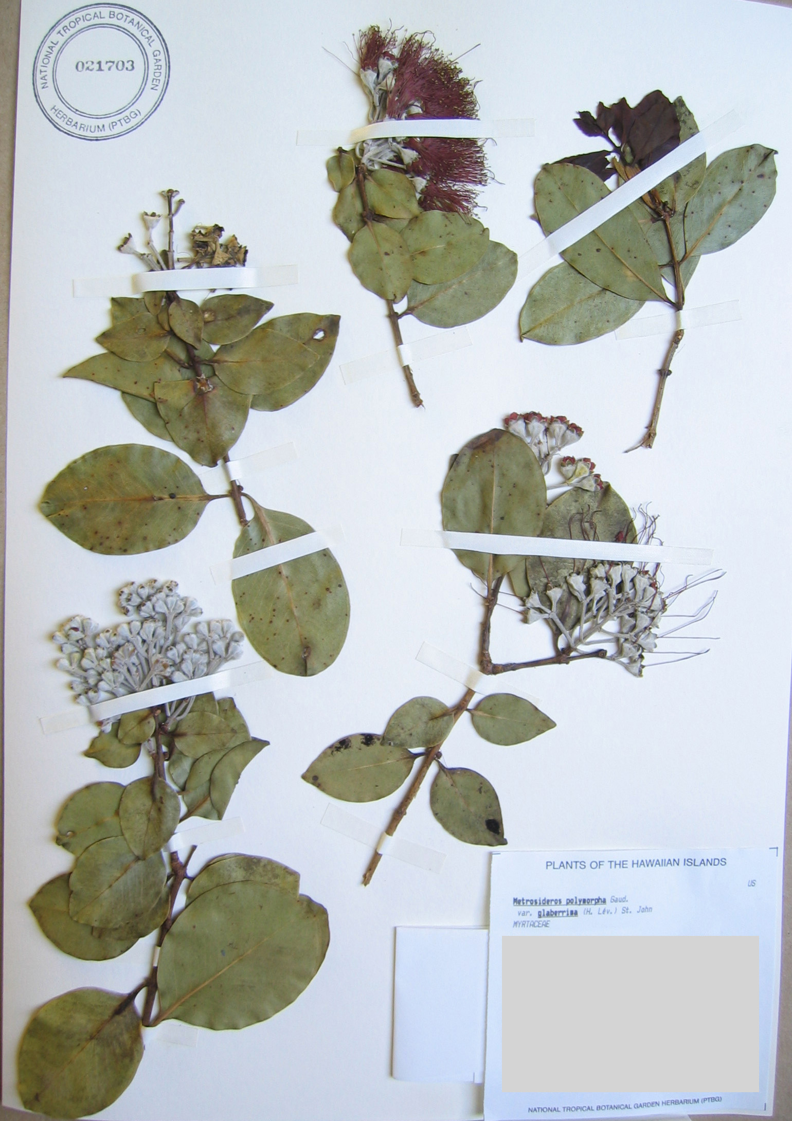 Metrosideros polymorpha   - 