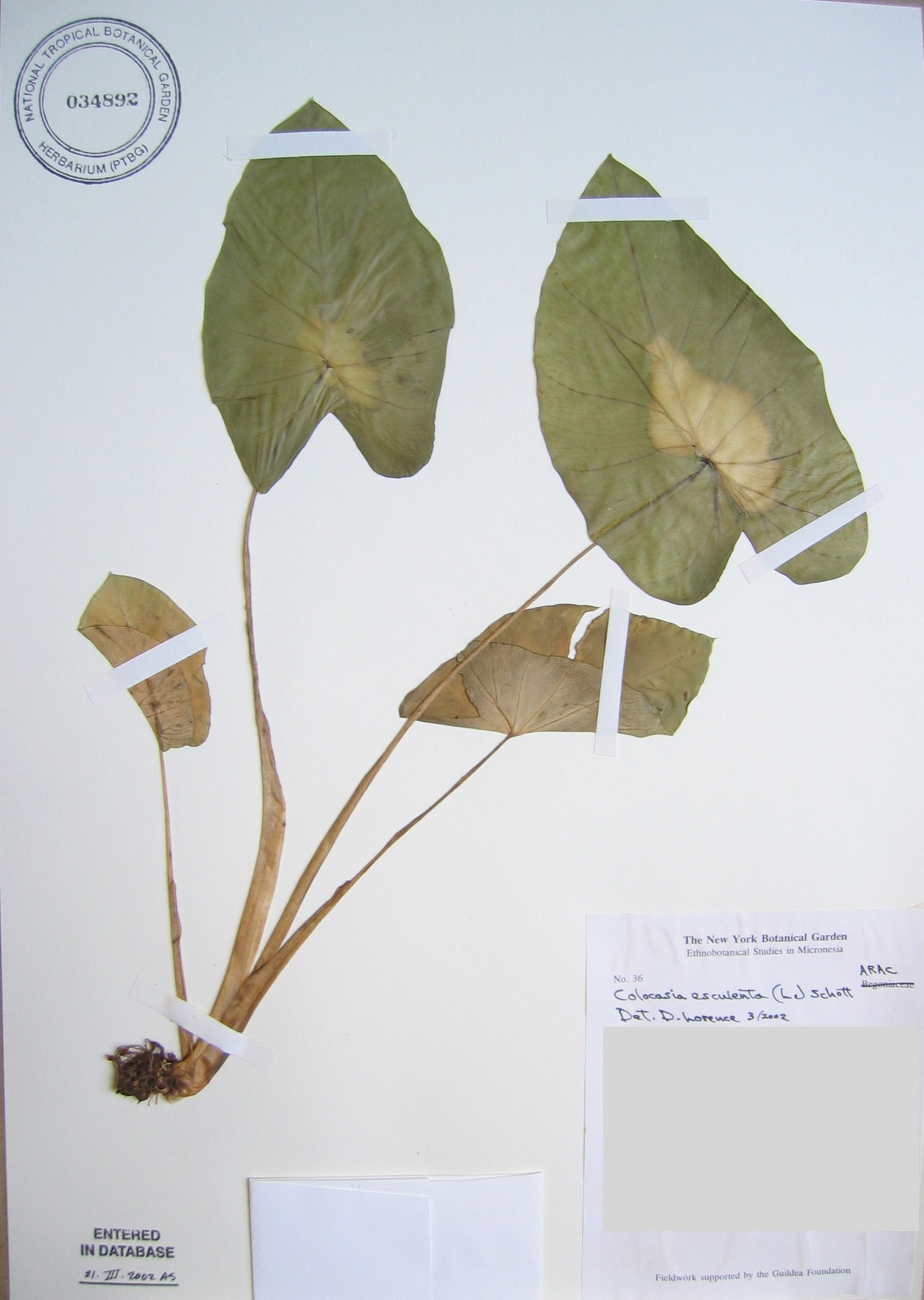 Colocasia esculenta   - 
