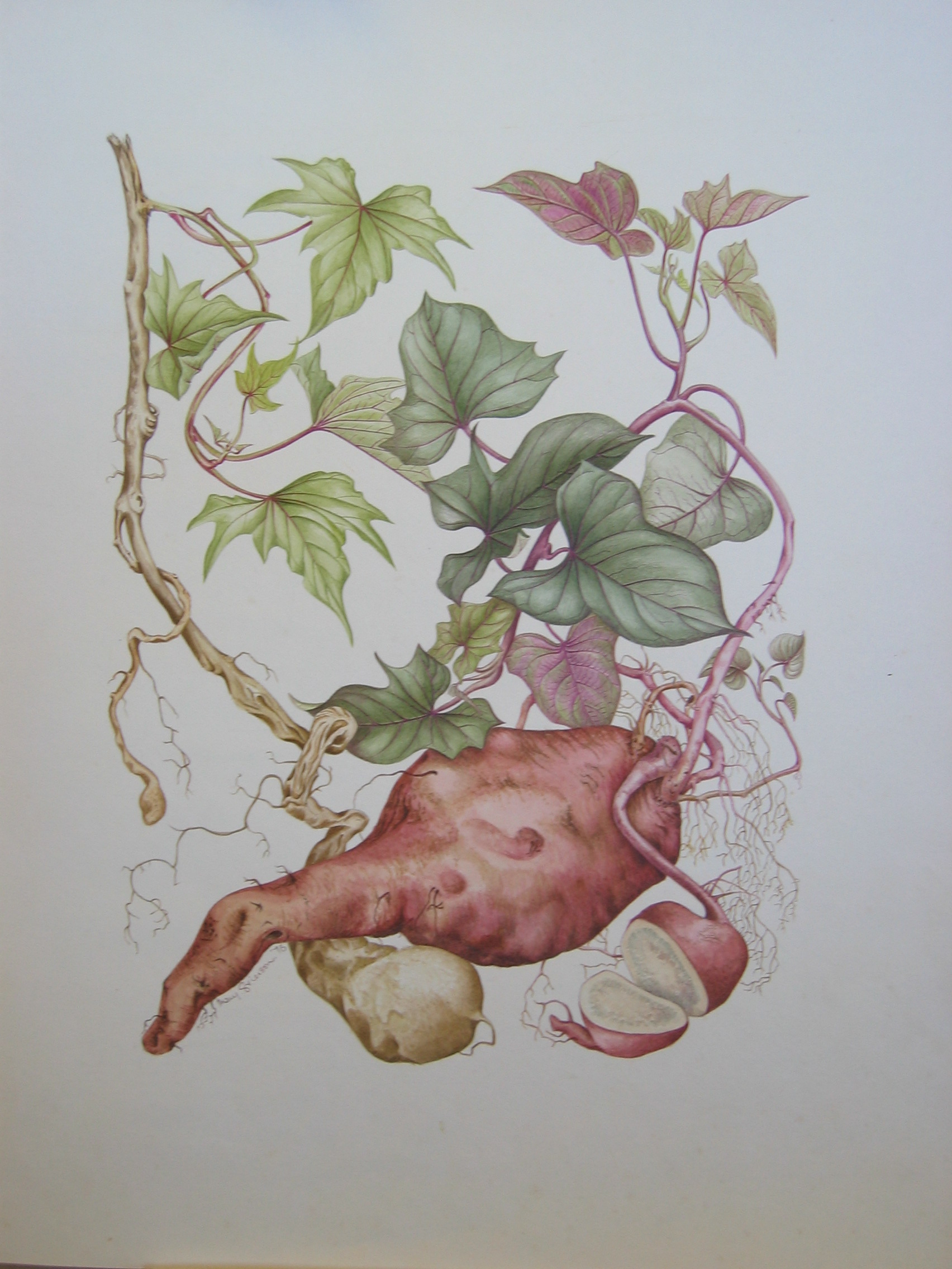 Ipomoea batatas   - Watercolor