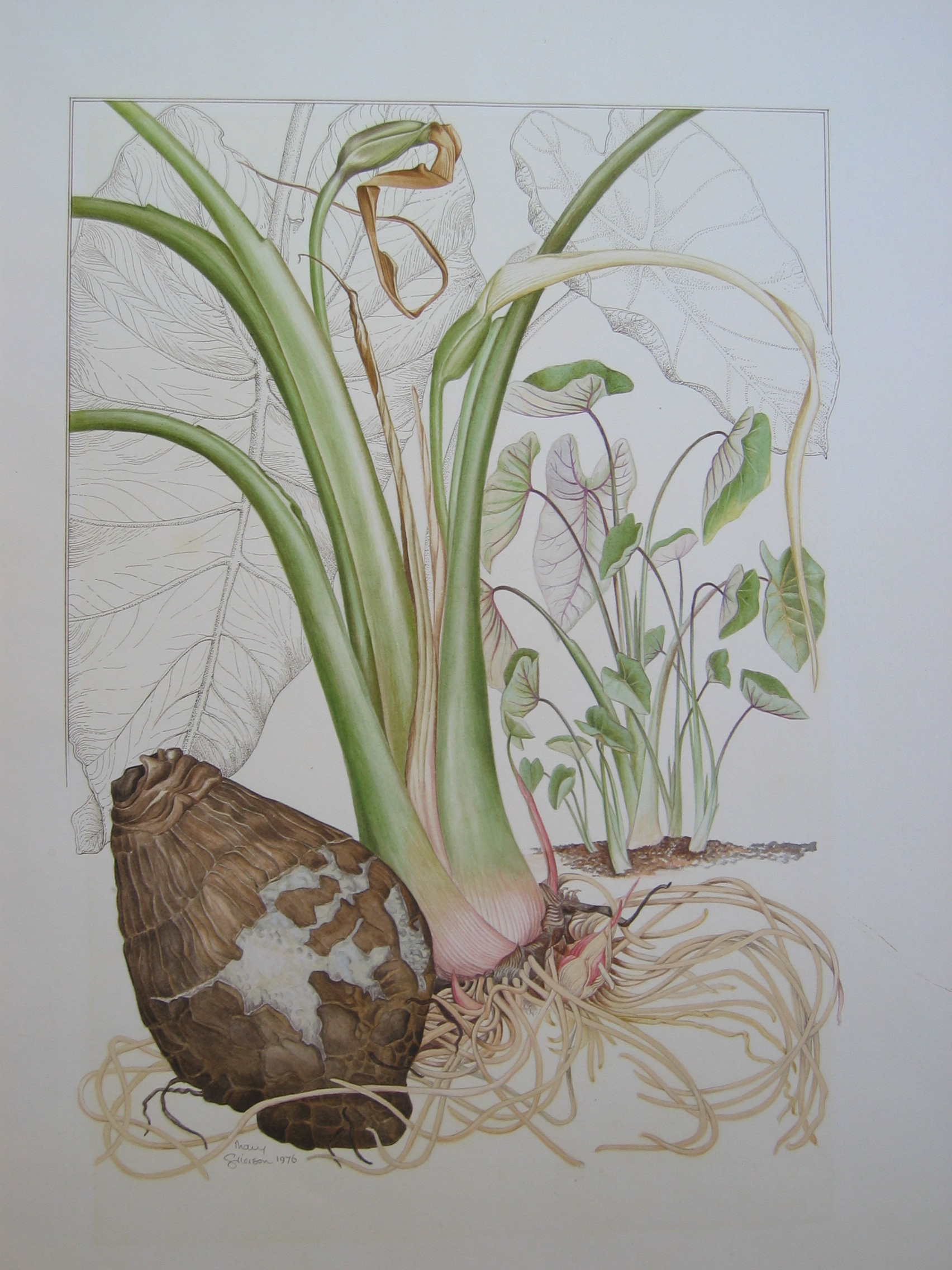Colocasia esculenta   - Watercolor